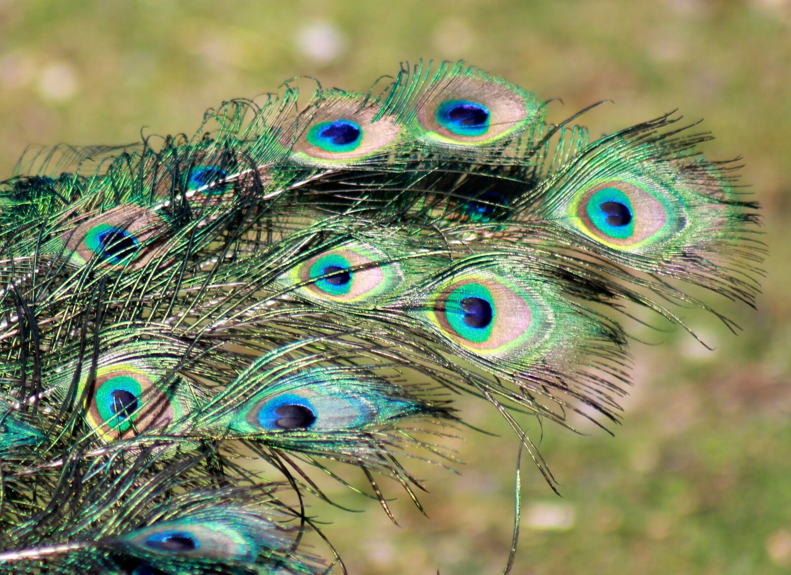 Canon EF 75-300mm f/4-5.6 sample photo. Peacock, feather, bird photography