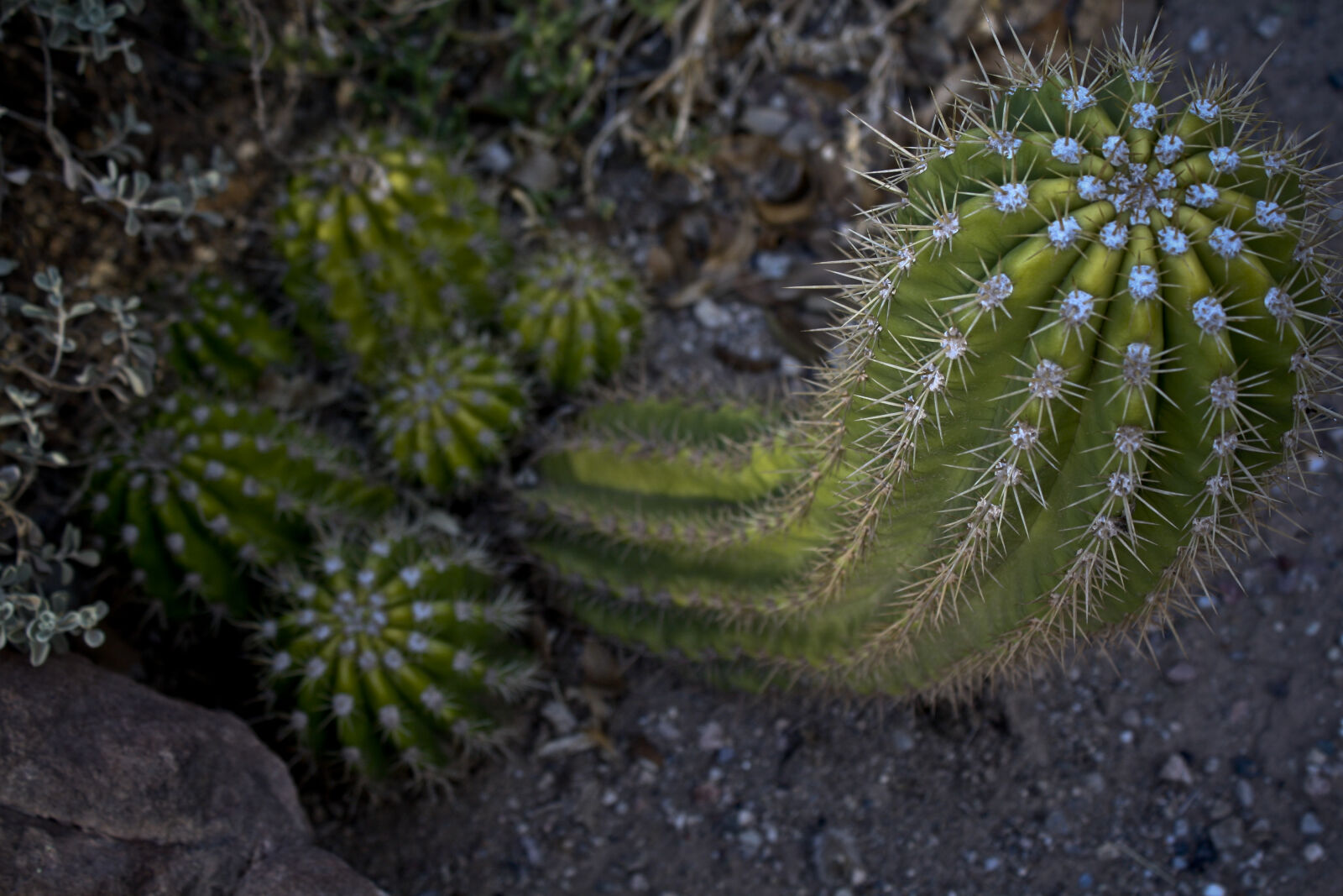 Canon EOS 1000D (EOS Digital Rebel XS / EOS Kiss F) sample photo. Cactus, desert, green, plant photography