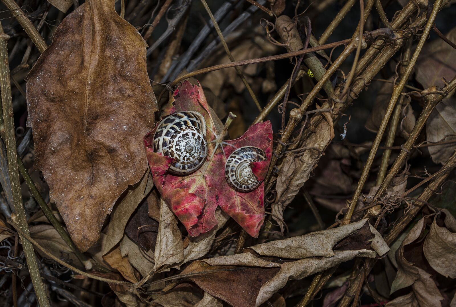 Nikon D5100 sample photo. Snails, leaves, nature photography