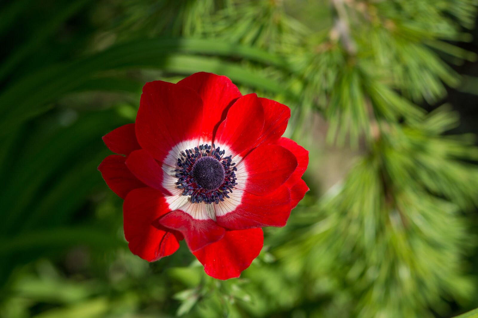 Nikon D7100 sample photo. Anemone, red, red anemone photography