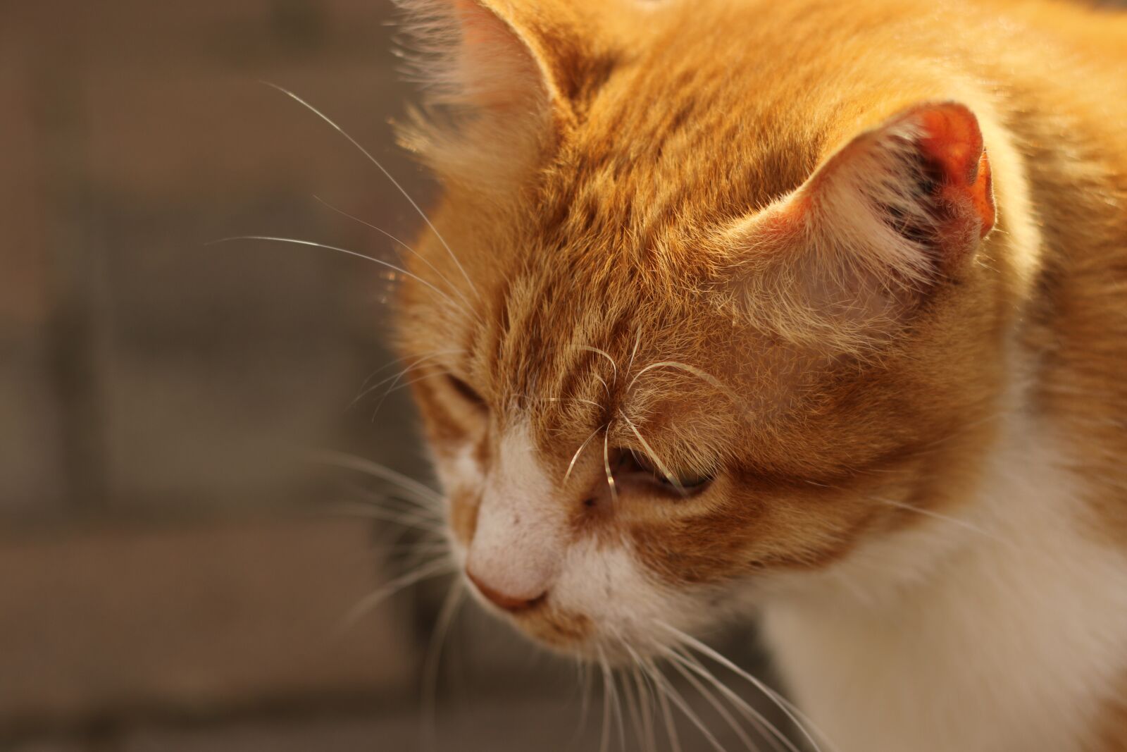 Canon EF 50mm F1.8 STM sample photo. Cat, close up, red photography