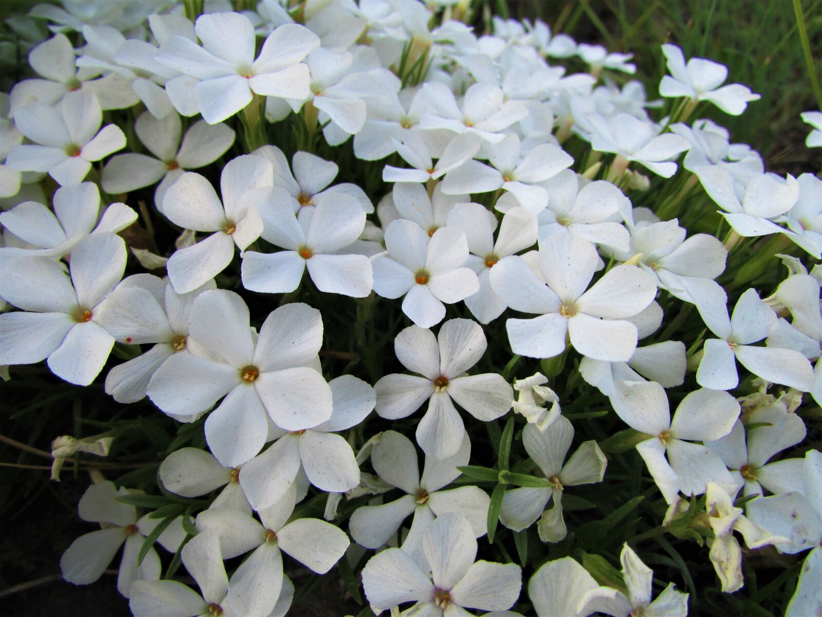 Canon PowerShot SX500 IS sample photo. Phlox, flower, bloom photography