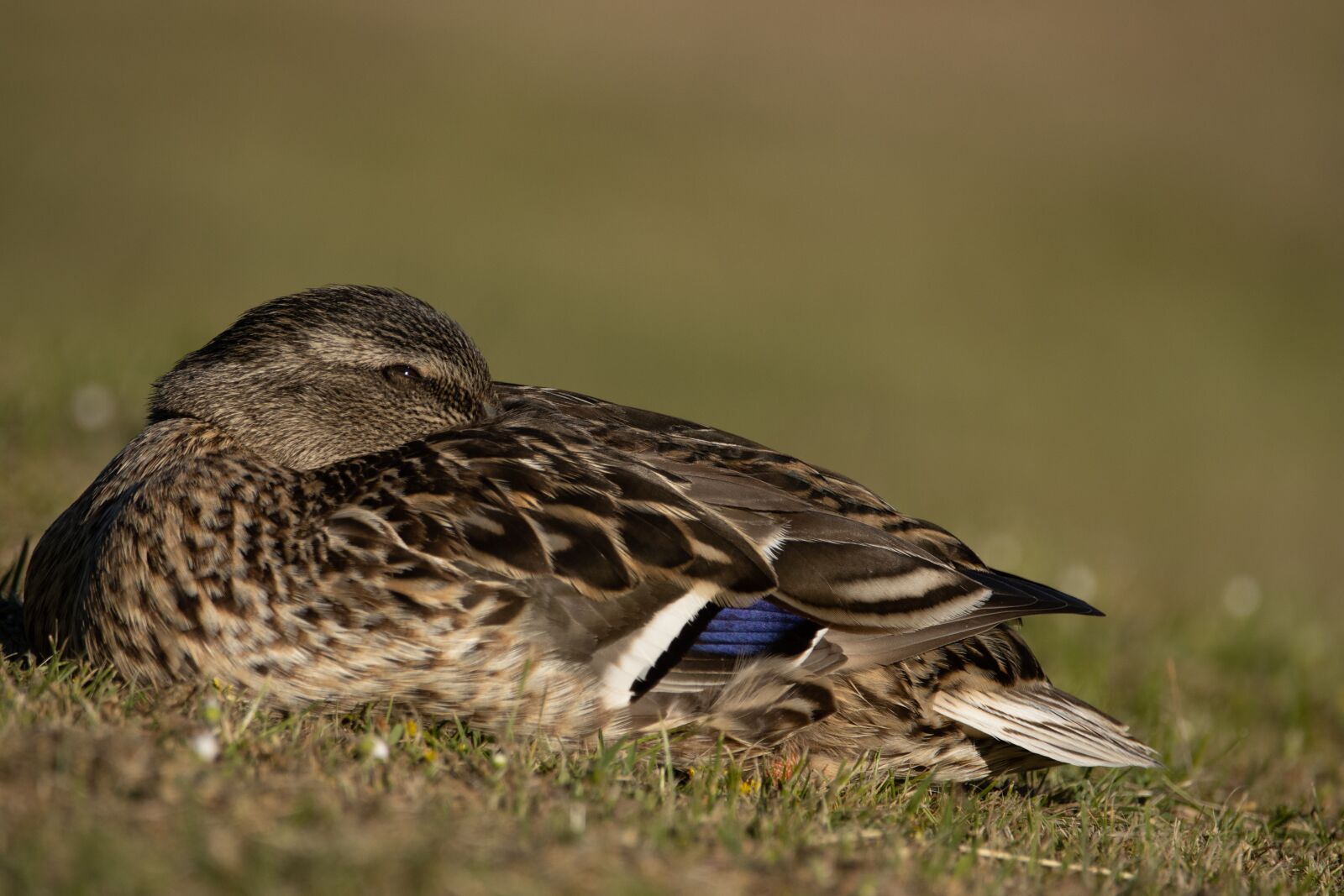 Canon EOS 90D sample photo. Duck, rest, nature photography