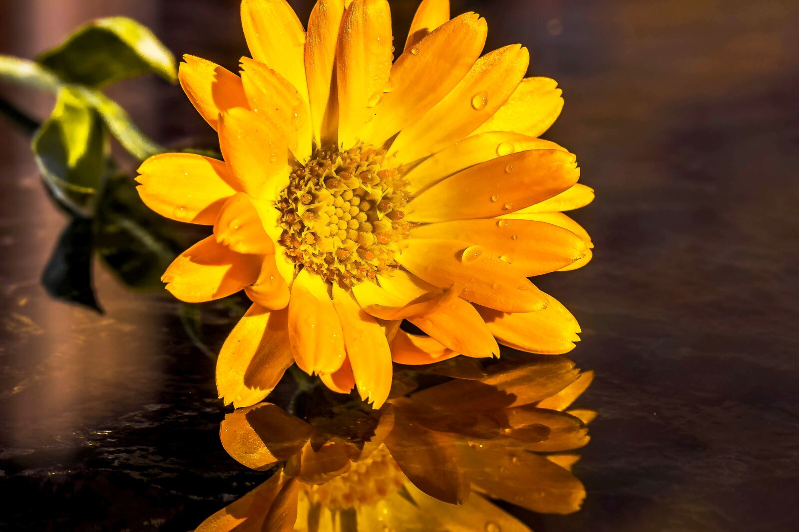 Canon EOS 650D (EOS Rebel T4i / EOS Kiss X6i) sample photo. Marigold, calendula, orange photography