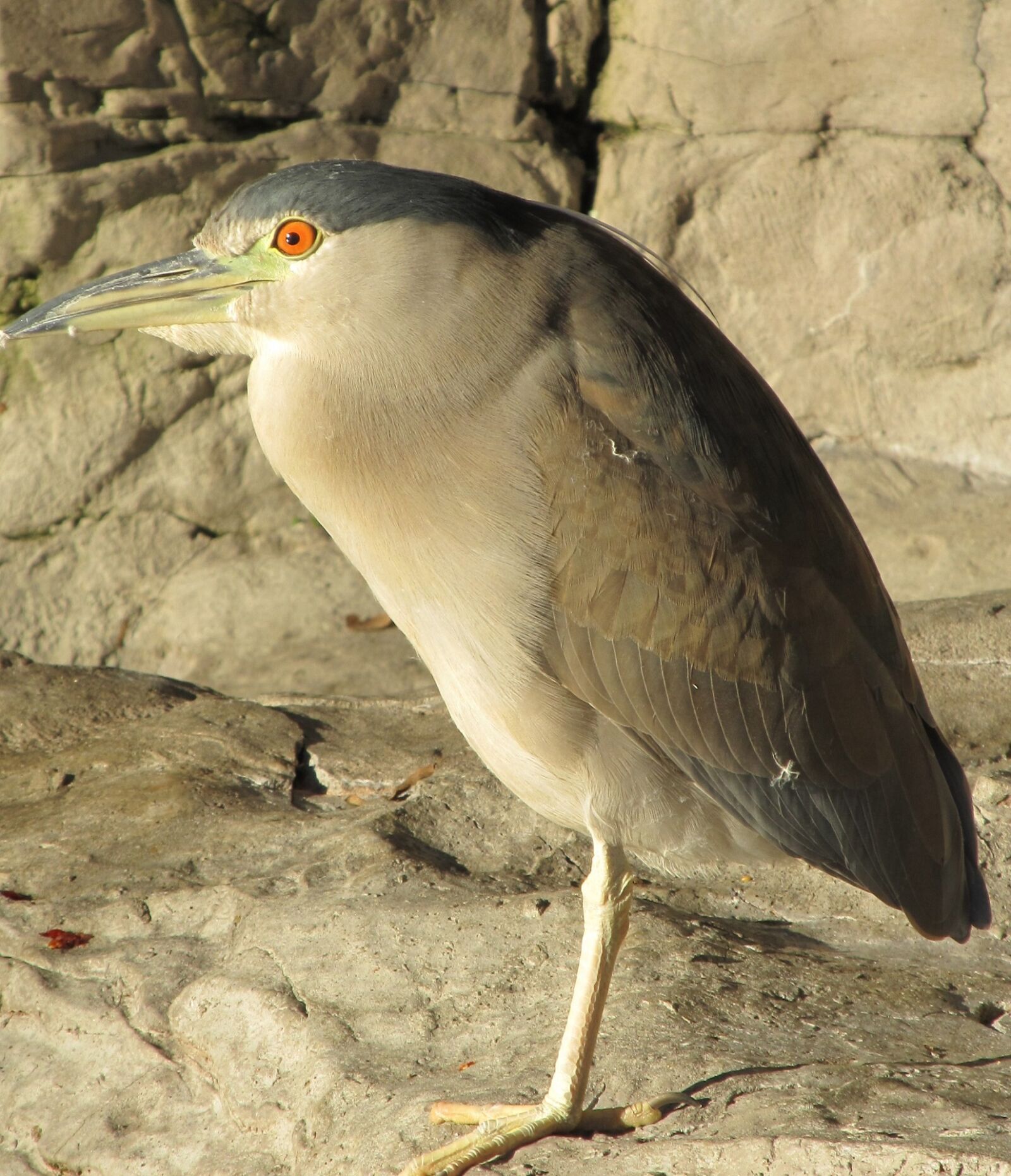 Canon PowerShot SX130 IS sample photo. Heron, black crowned night photography