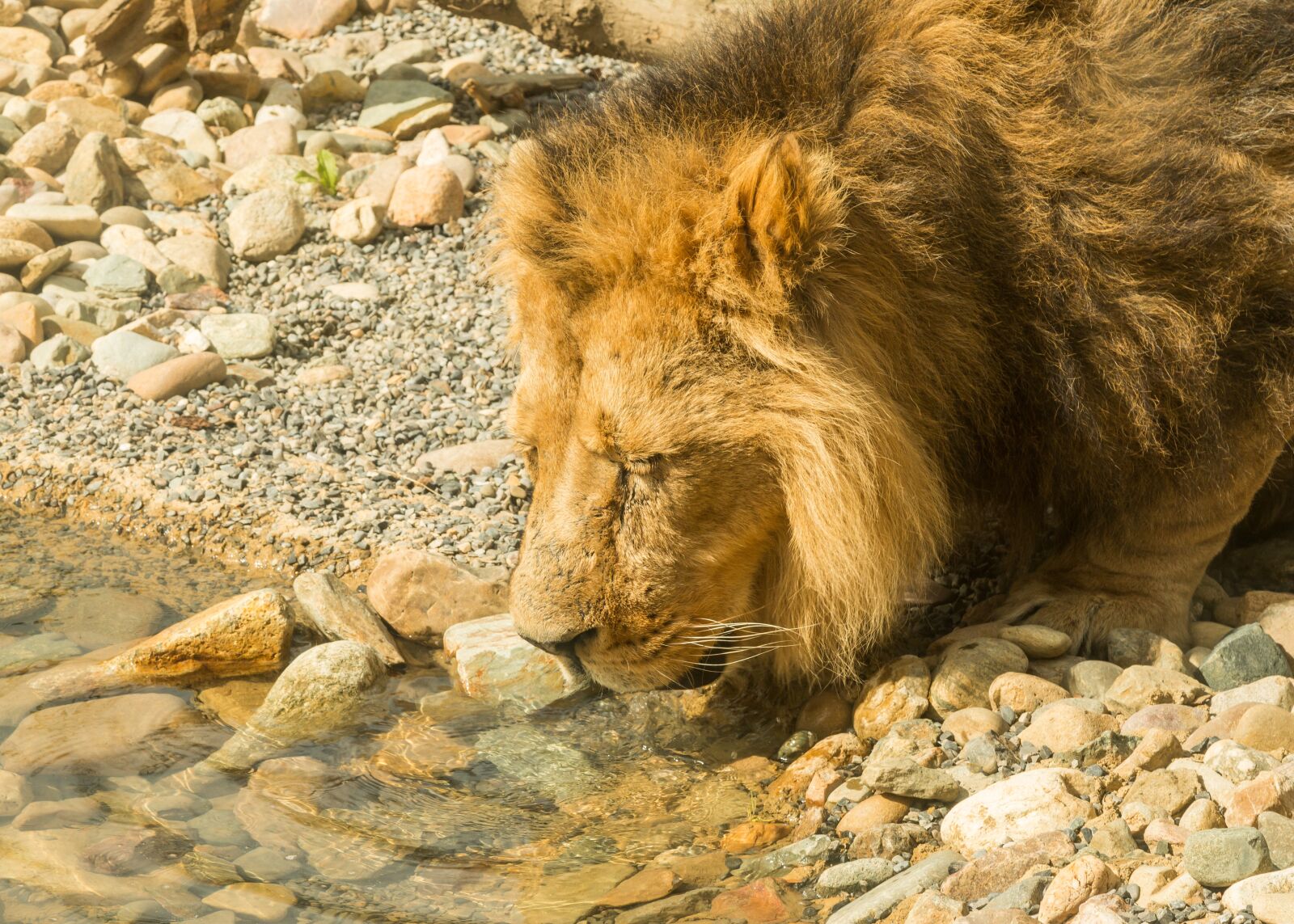 Canon EOS 70D + Canon EF 24-105mm F4L IS USM sample photo. Lion, drinking, water photography