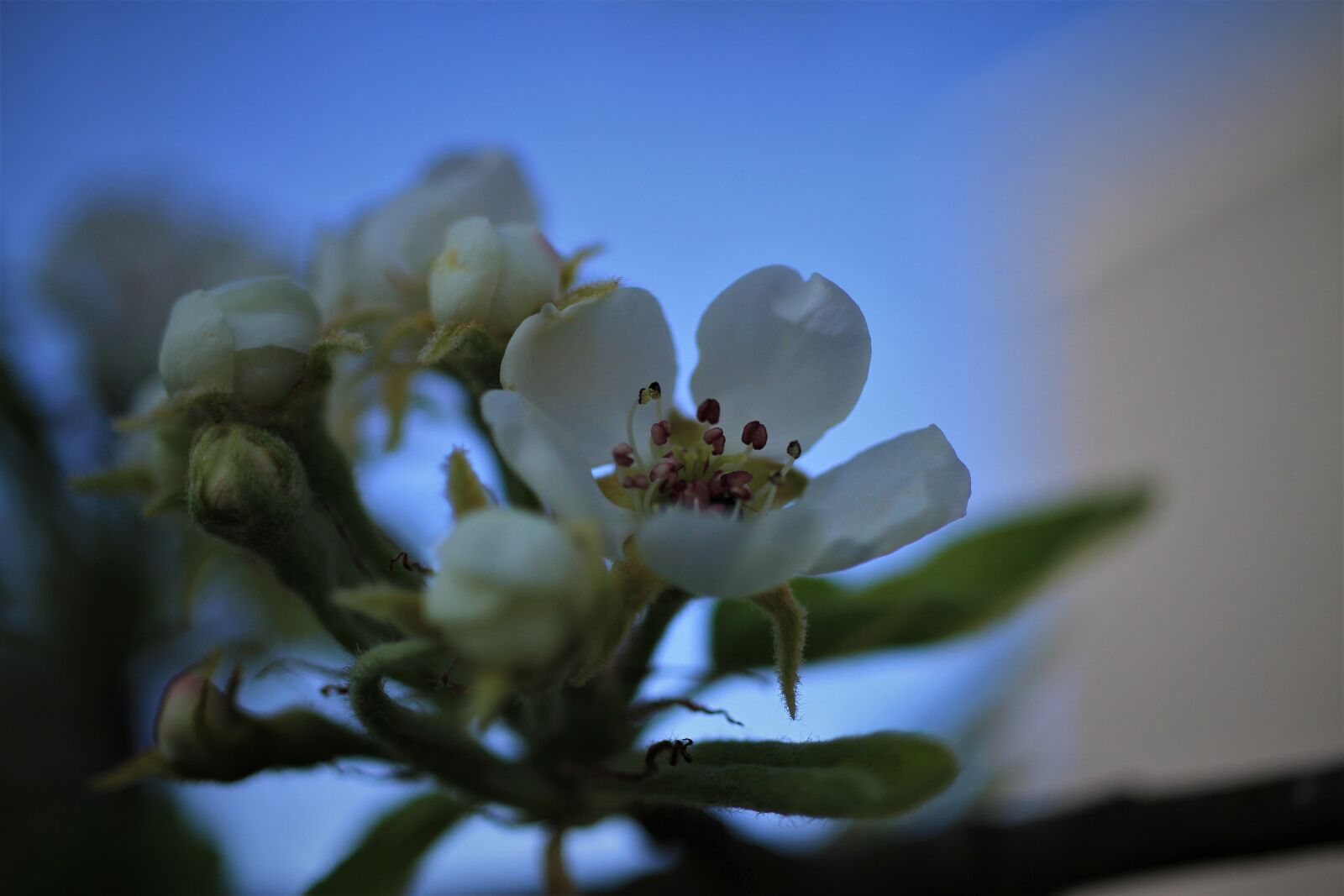 Canon EOS 7D sample photo. Blossom, bloom, white photography