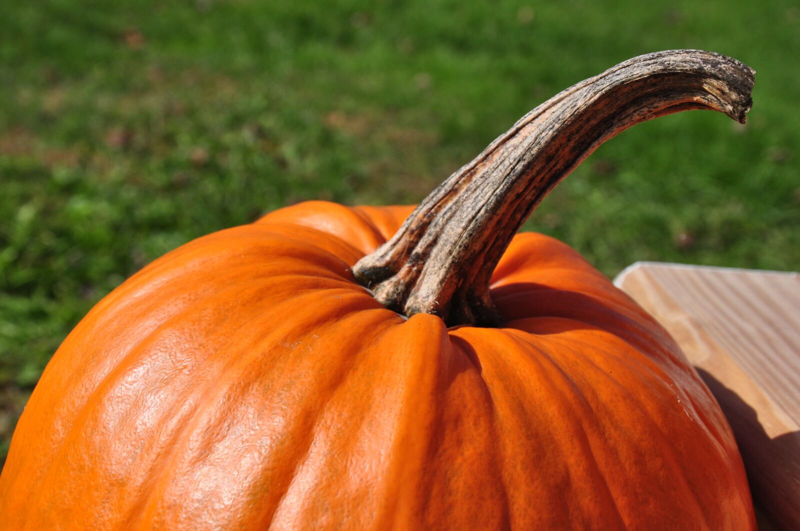 Nikon D90 sample photo. Pumpkin, october, fall photography
