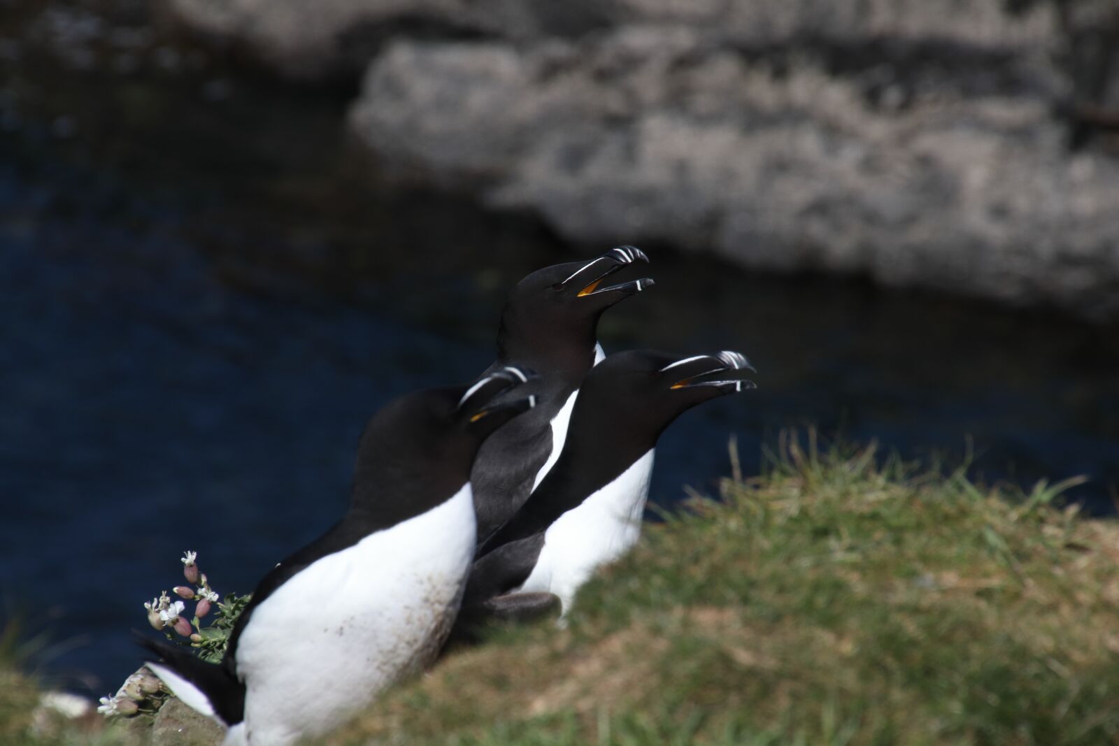 Canon EOS M50 (EOS Kiss M) sample photo. Razorbills, nature, bird photography