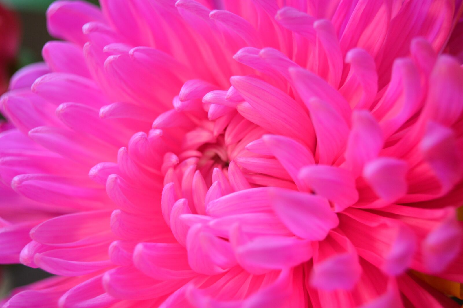 Nikon D3200 sample photo. Dahlia, flower, pink photography