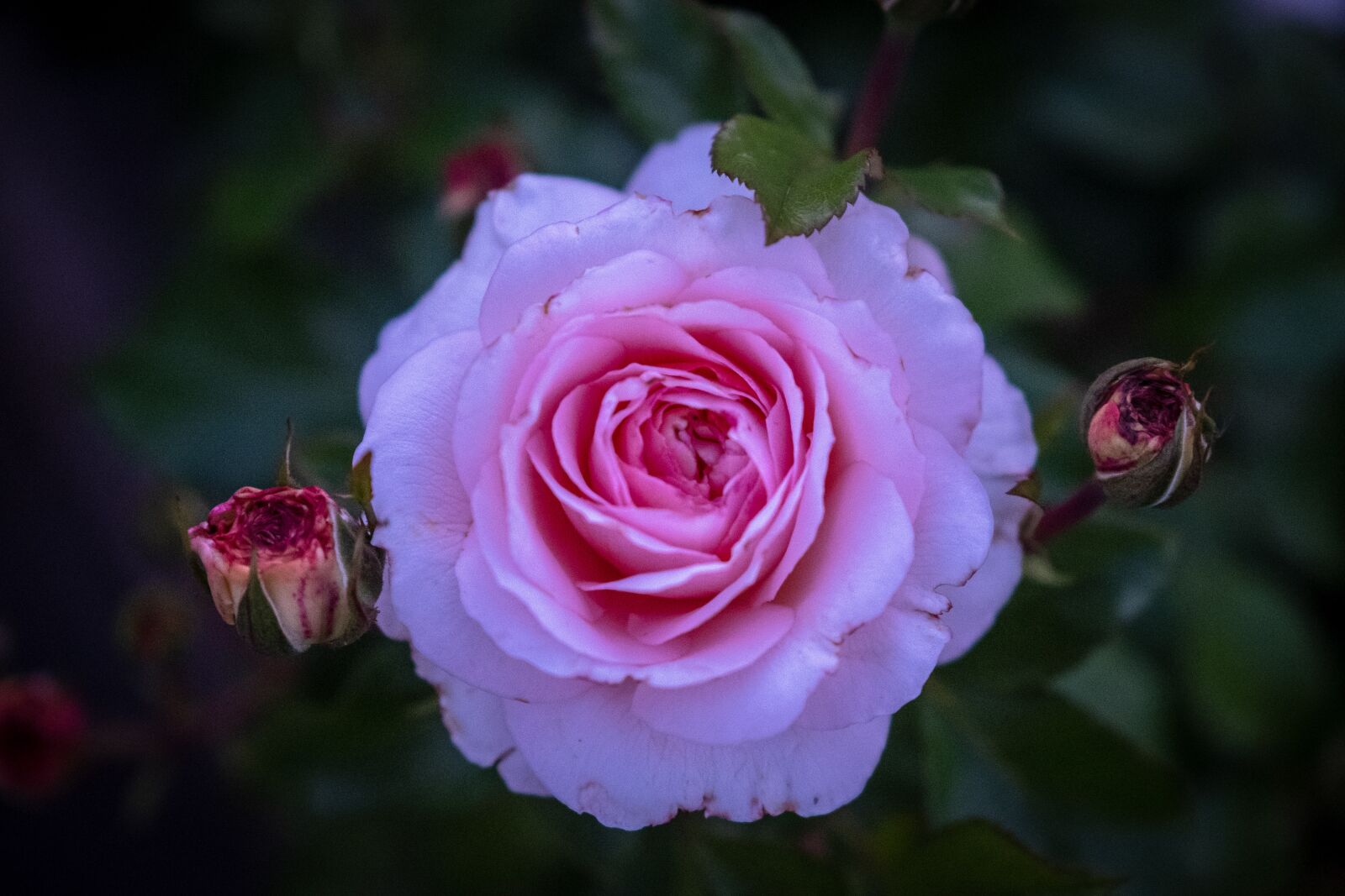 Fujifilm X-T2 sample photo. Rose, blossom, bloom photography