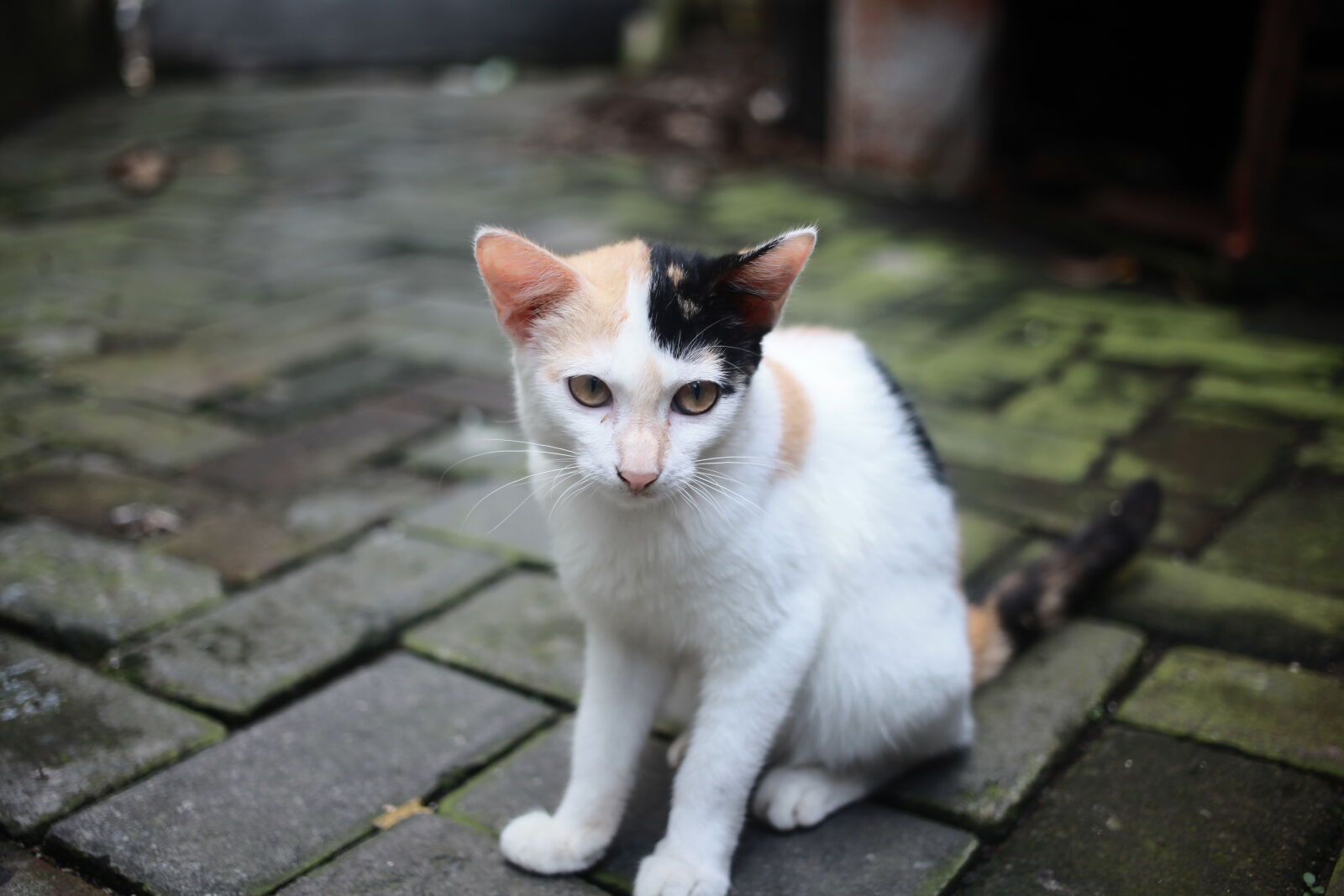 Canon EF 40mm F2.8 STM sample photo