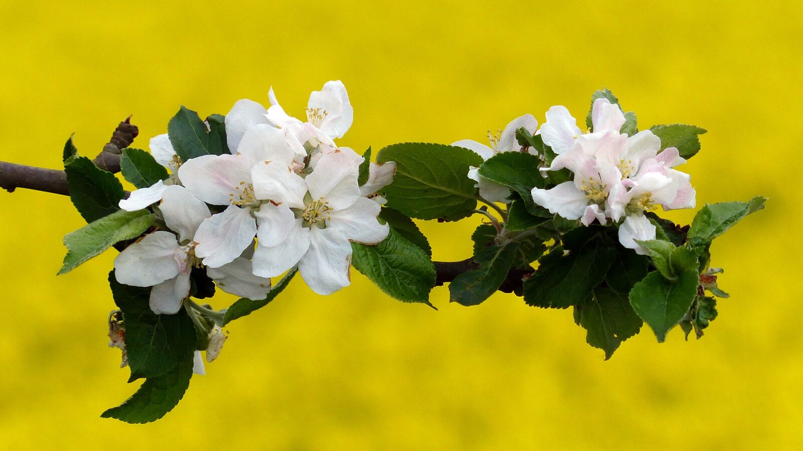 Panasonic Lumix DMC-FZ200 sample photo. Blossom, bloom, apple blossom photography