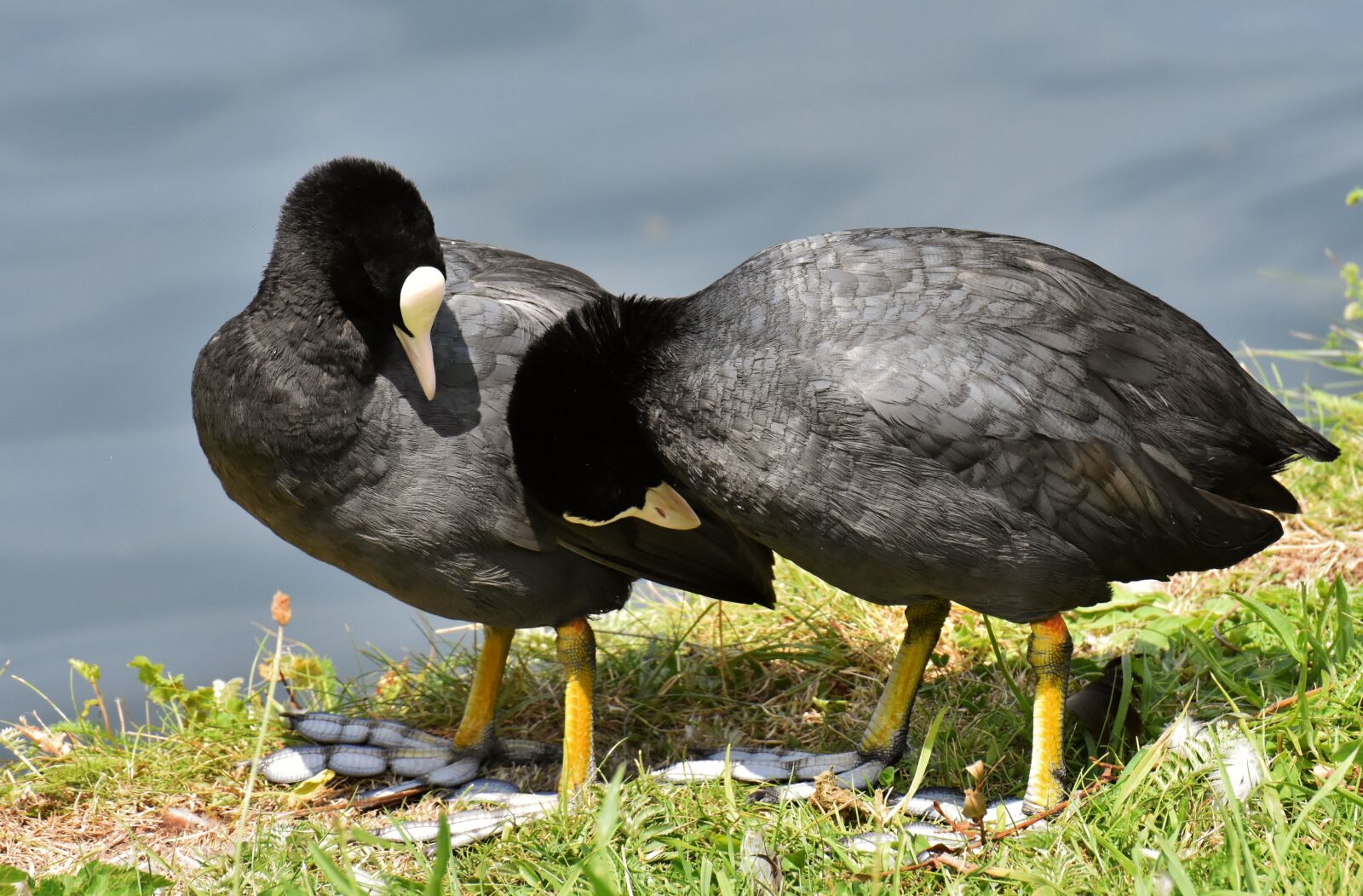 Nikon D7200 sample photo. Coots, smooch, pair photography