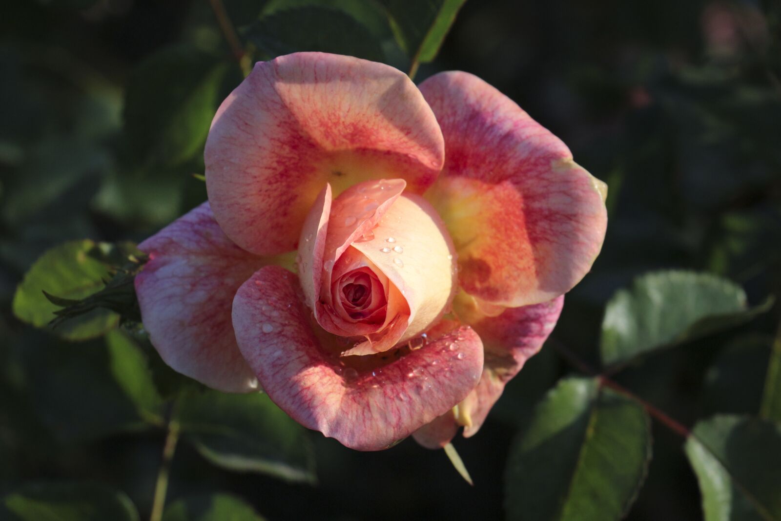 Canon EOS 700D (EOS Rebel T5i / EOS Kiss X7i) sample photo. Rose, dew, drip photography