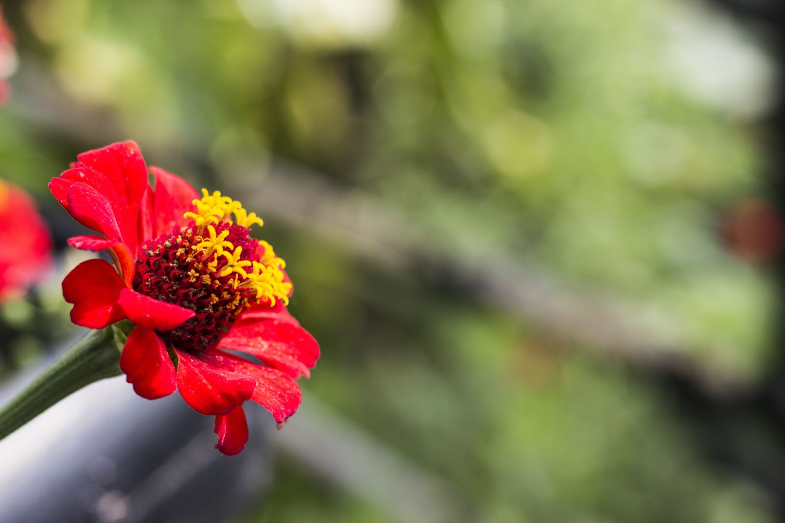 Canon EOS 600D (Rebel EOS T3i / EOS Kiss X5) + Canon EF 50mm F1.8 II sample photo. Zinnia, flower, red photography