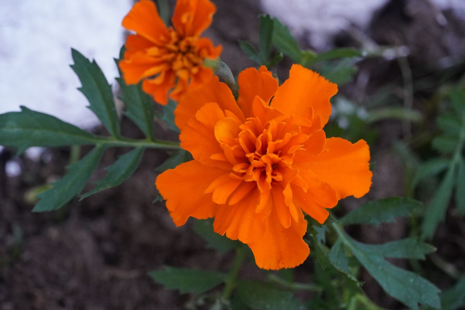 Sony a6400 sample photo. Orange flower, natura, plant photography