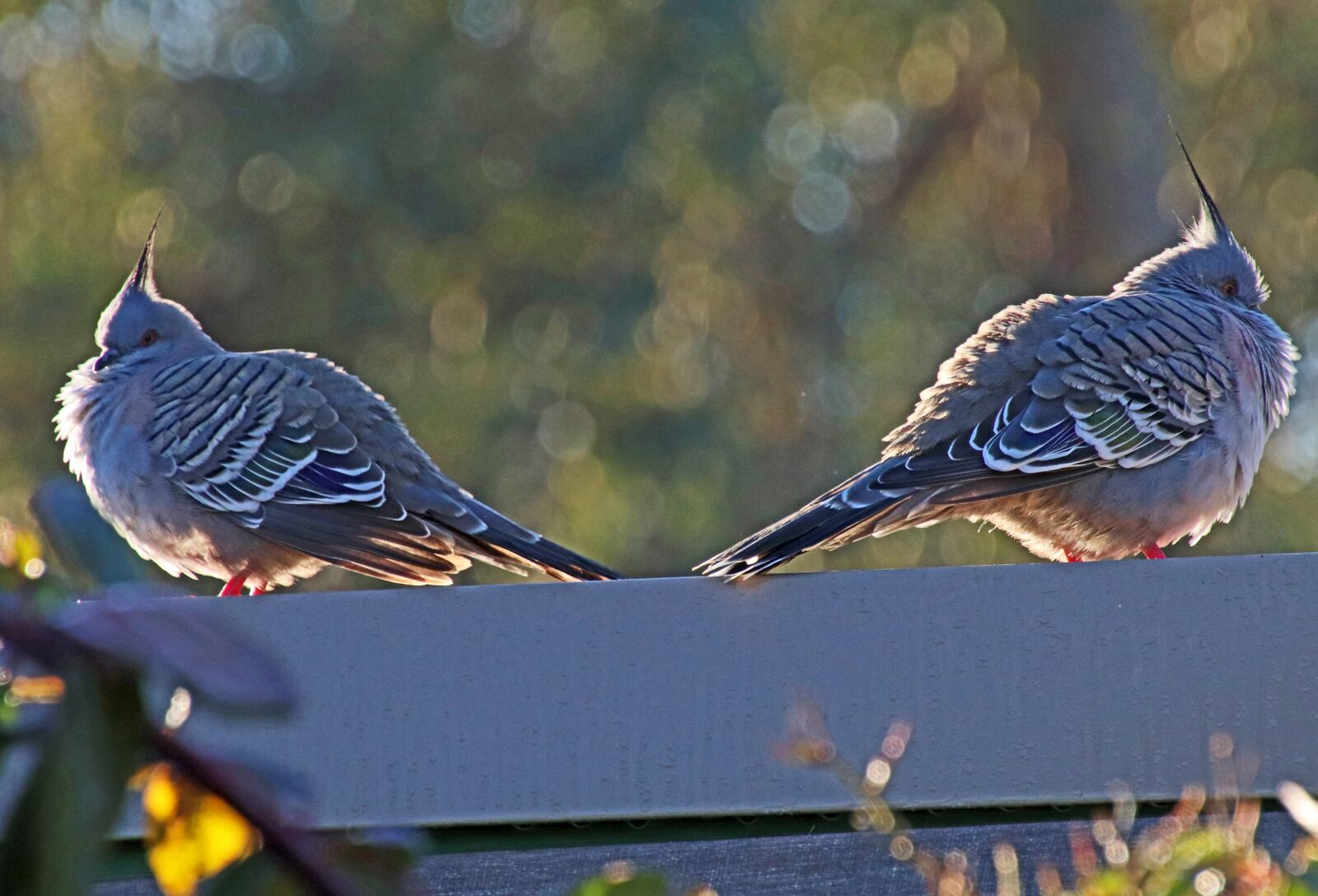 Canon EOS 800D (EOS Rebel T7i / EOS Kiss X9i) sample photo. Birds, pigeons, cold photography