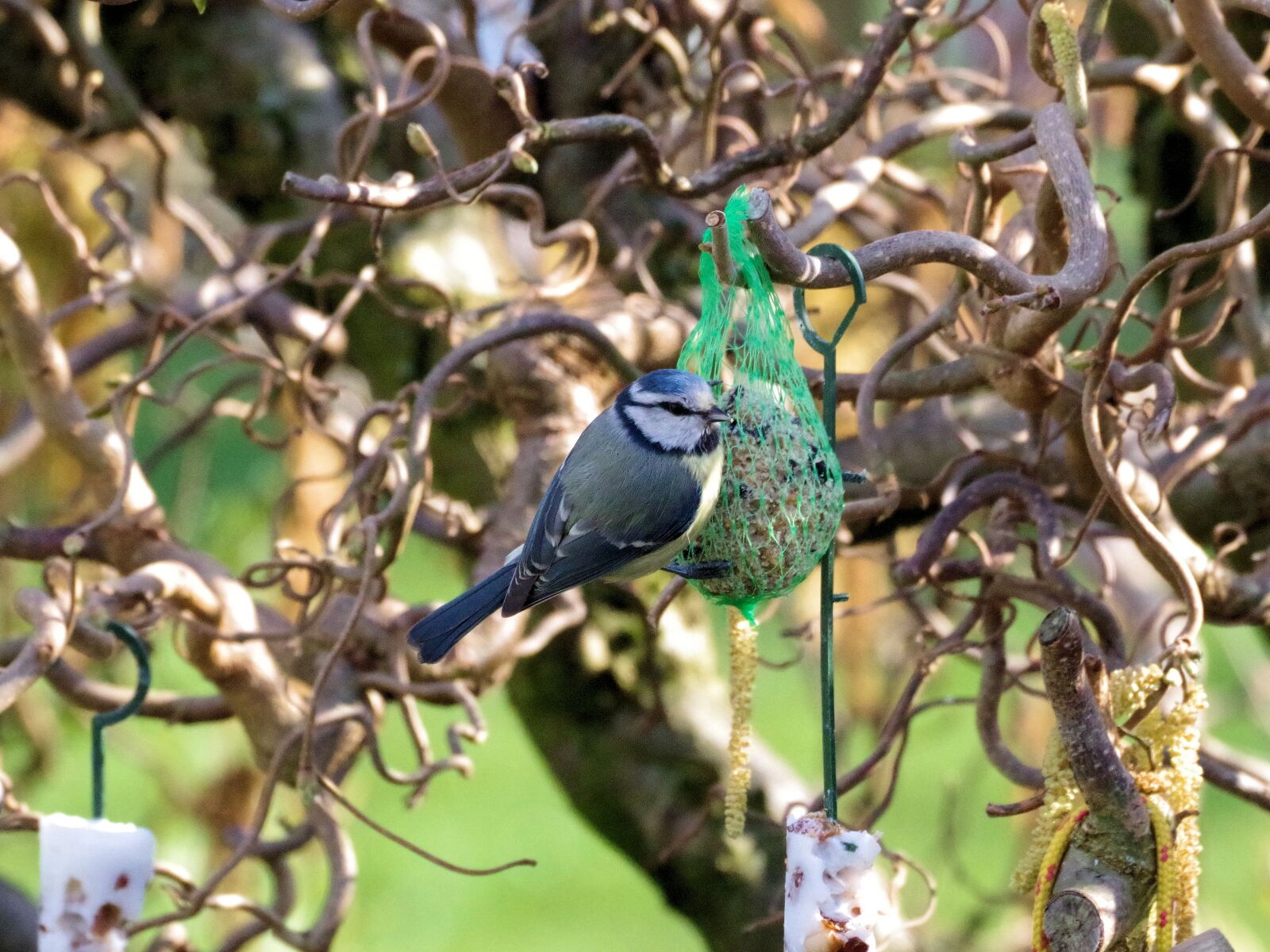 Pentax K-70 sample photo. Blue tit, songbird, bird photography