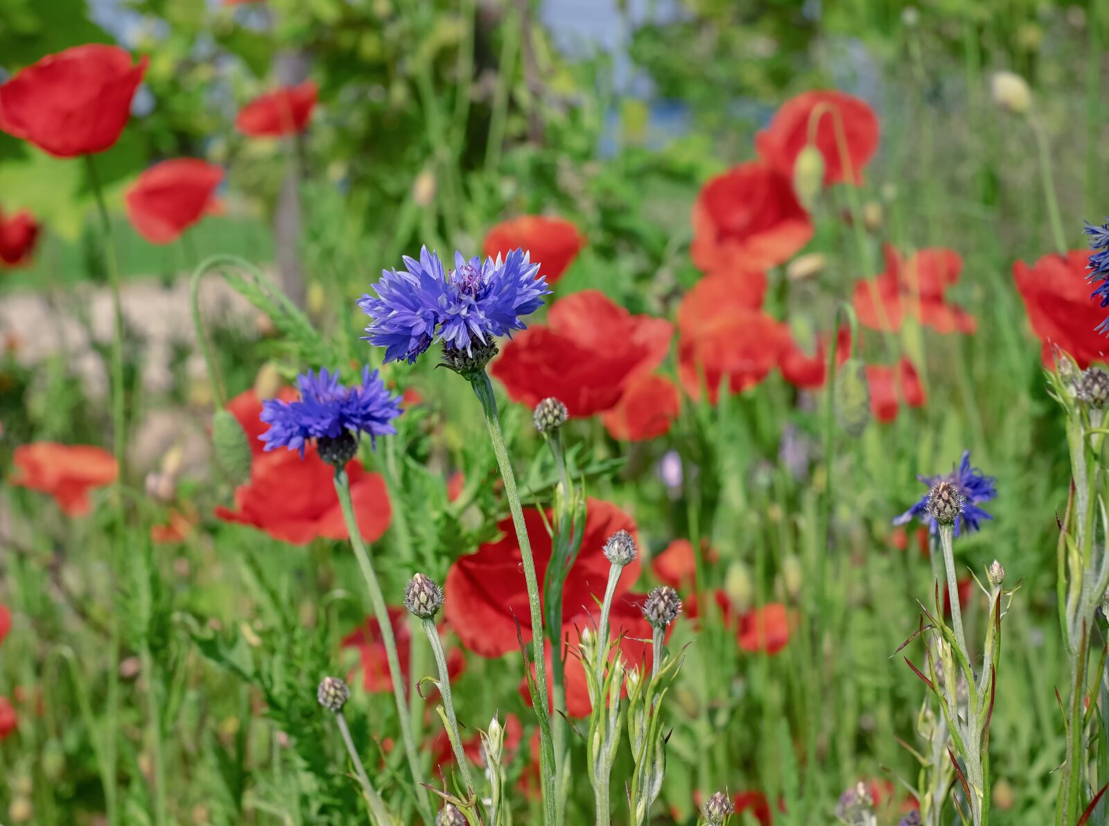 Fujifilm X-T10 + Fujifilm XF 35mm F1.4 R sample photo. Cornflower, blossom, bloom photography