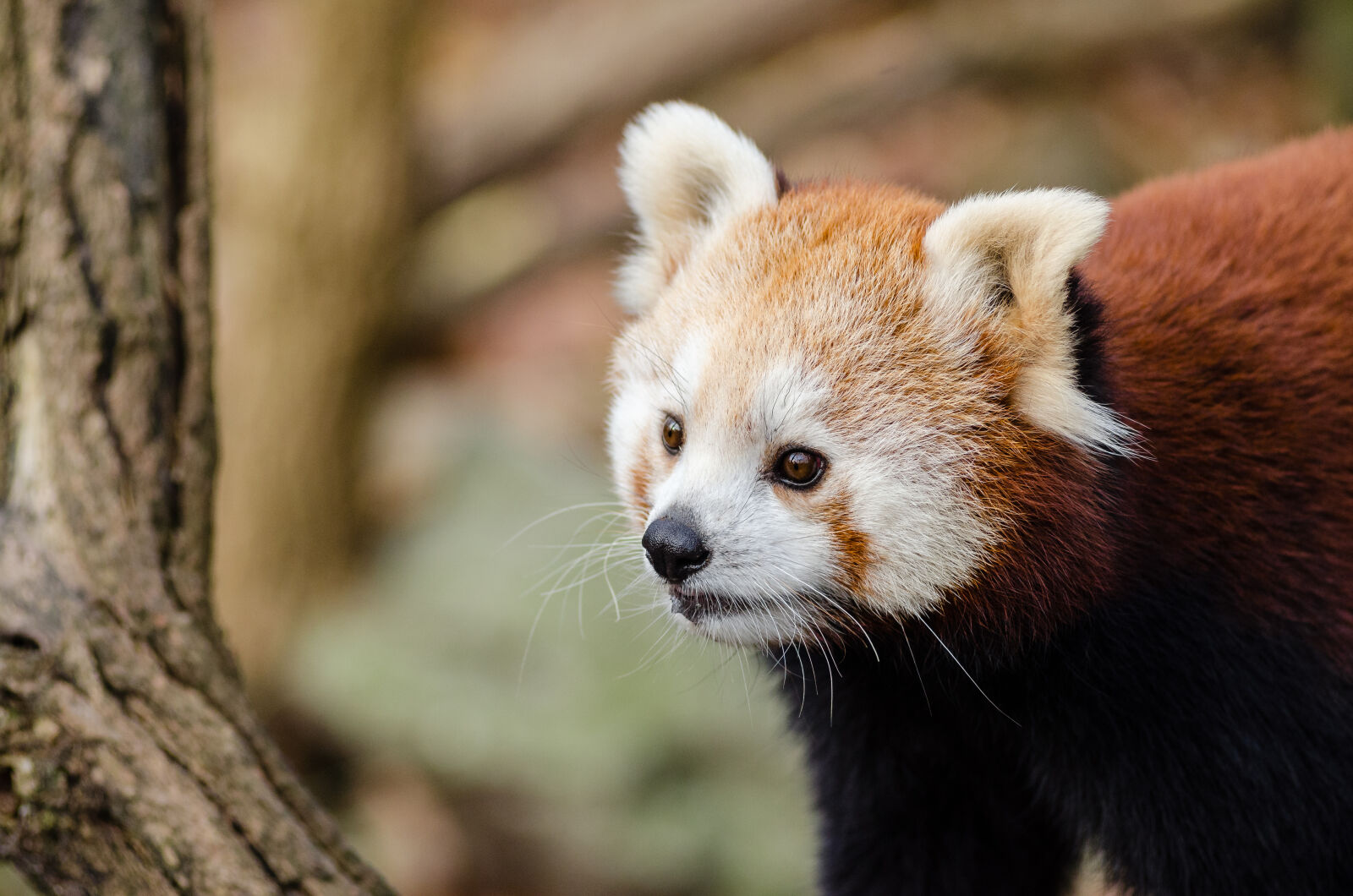AF Zoom-Nikkor 80-200mm f/2.8 ED sample photo