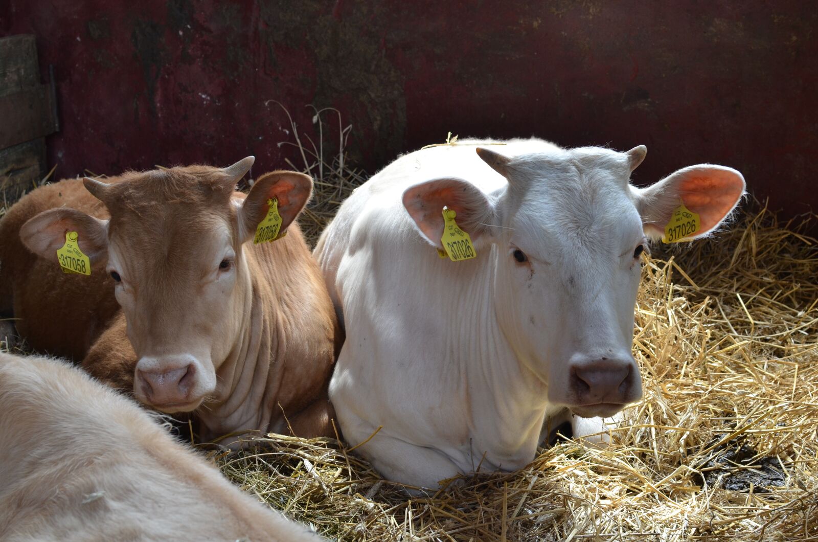 Nikon D7000 sample photo. Cows, village, cowshed photography