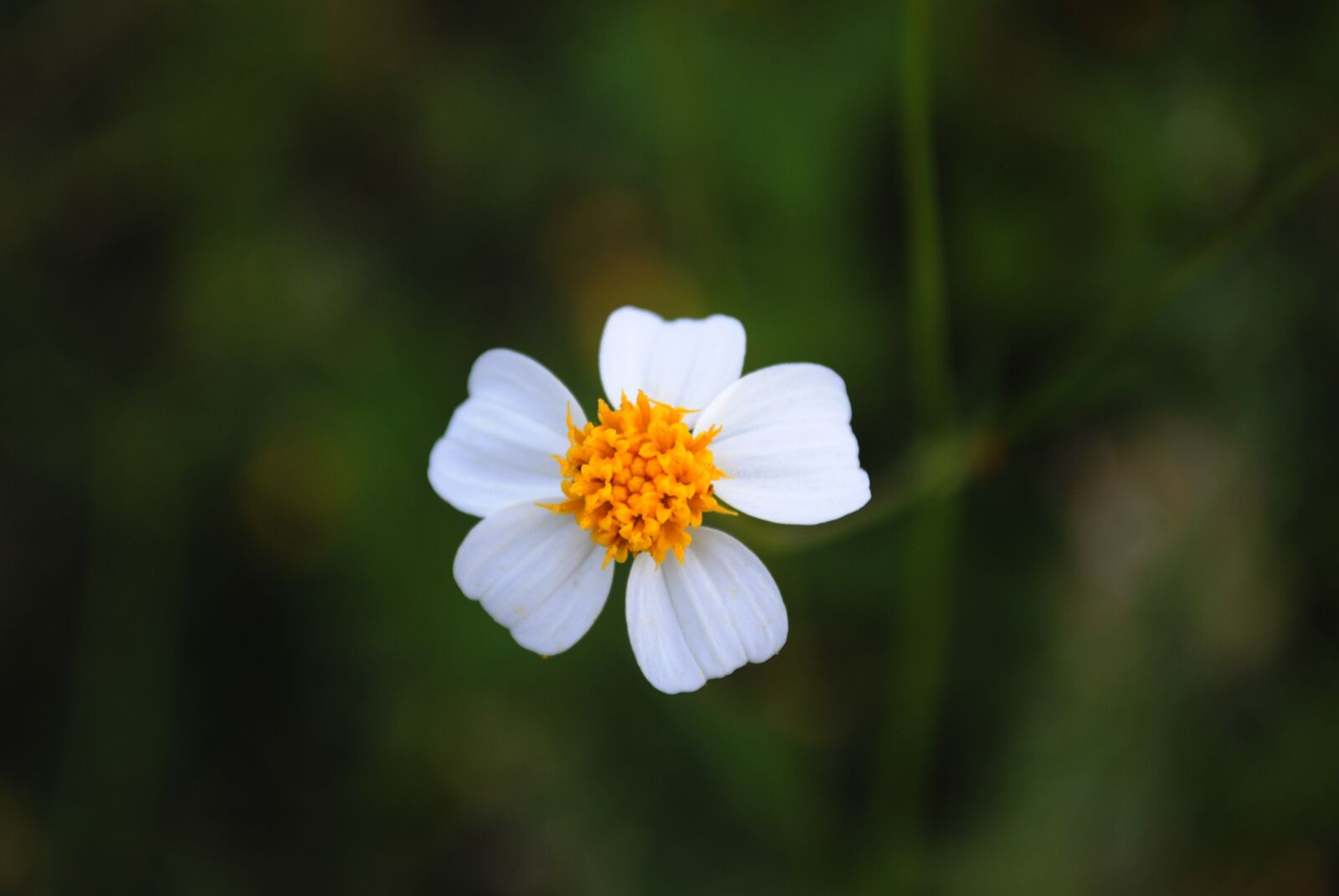 Nikon D3000 sample photo. White flower, small flower photography