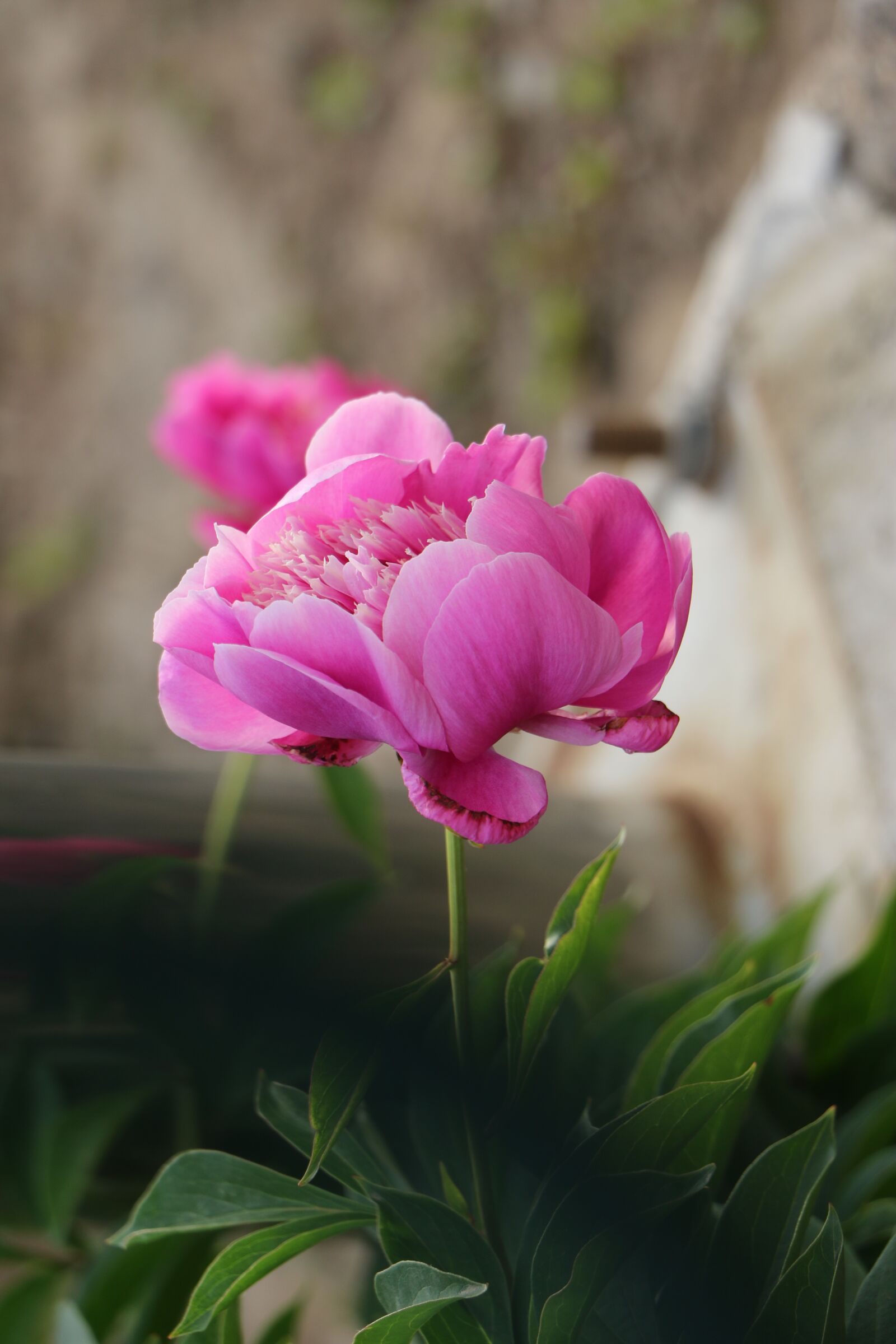 Canon EOS 7D Mark II sample photo. Chinese herbaceous peony, flower photography