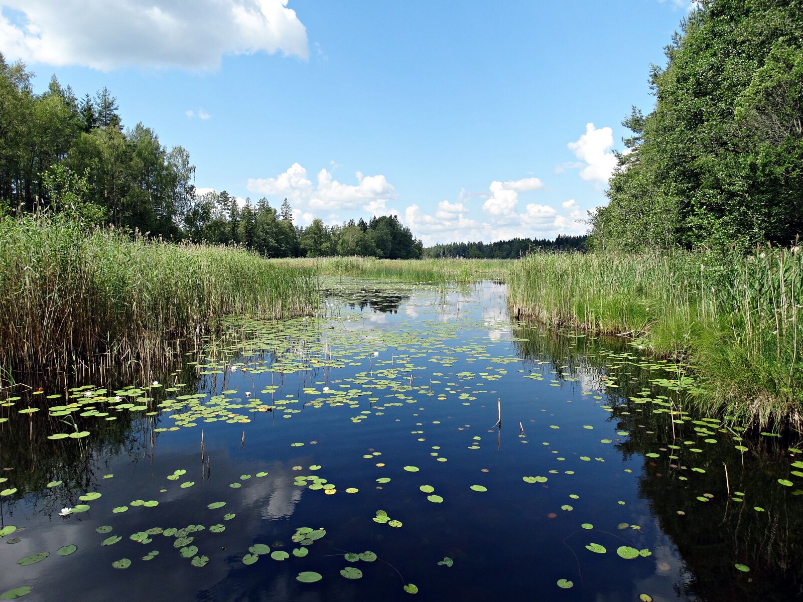 Sony Cyber-shot DSC-HX300 sample photo. Lake, reed beds, water photography
