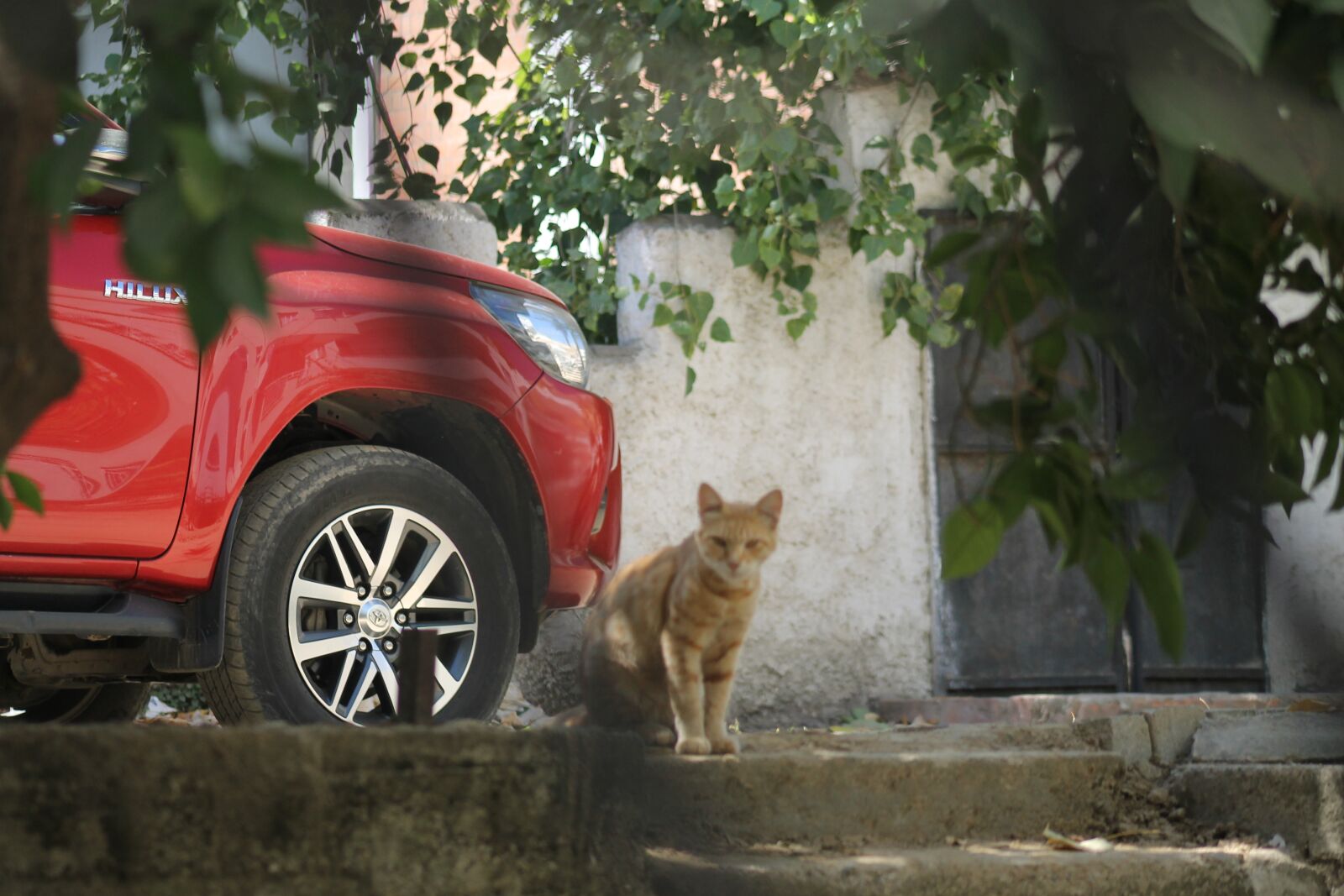 Canon EOS 1100D (EOS Rebel T3 / EOS Kiss X50) + EF75-300mm f/4-5.6 sample photo. Kedi, sokak, bakış photography