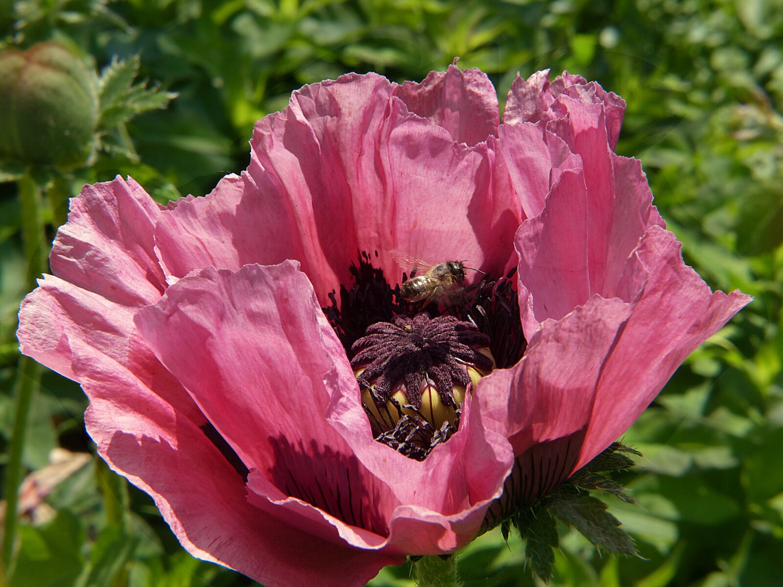 Panasonic Lumix DMC-FZ200 sample photo. Poppy, klatschmohn, poppy flower photography
