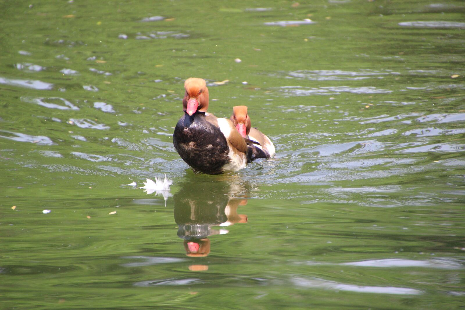 Canon EOS 600D (Rebel EOS T3i / EOS Kiss X5) sample photo. Common pochard, pochard, ducks photography