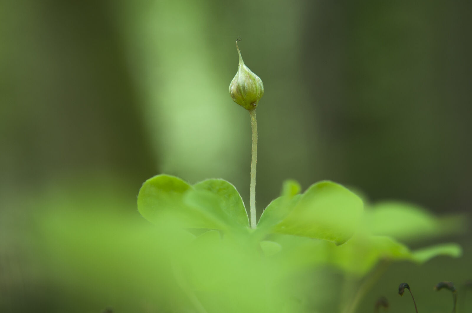 AF Zoom-Nikkor 28-80mm f/3.3-5.6G sample photo. Blooming, clover, forest, green photography