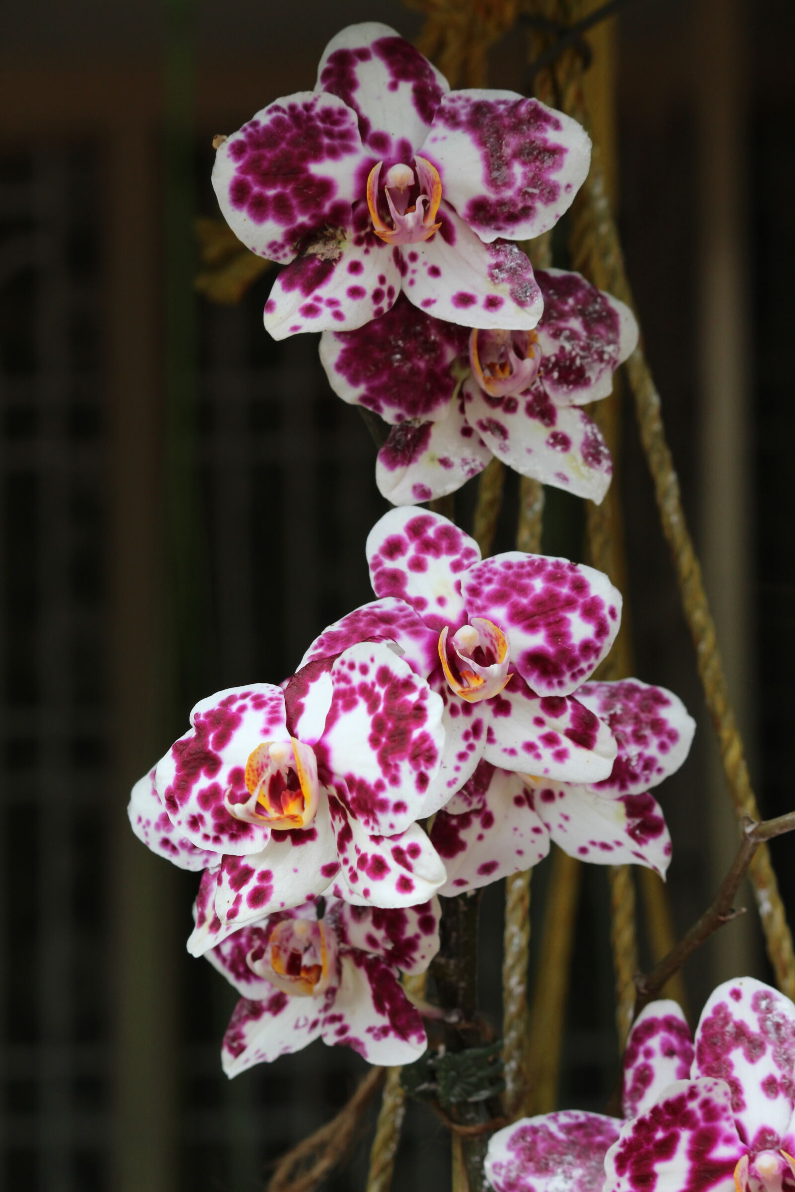 Canon EOS 700D (EOS Rebel T5i / EOS Kiss X7i) sample photo