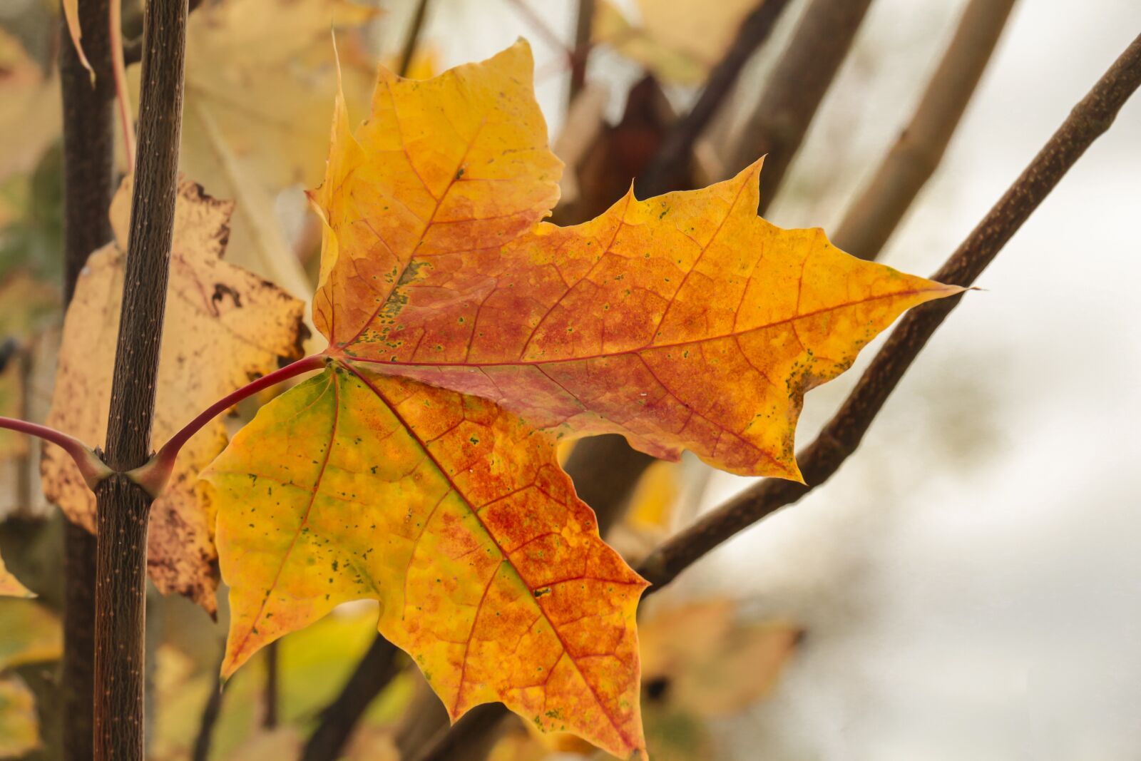 Canon EOS 700D (EOS Rebel T5i / EOS Kiss X7i) sample photo. Leaf, maple, autumn photography