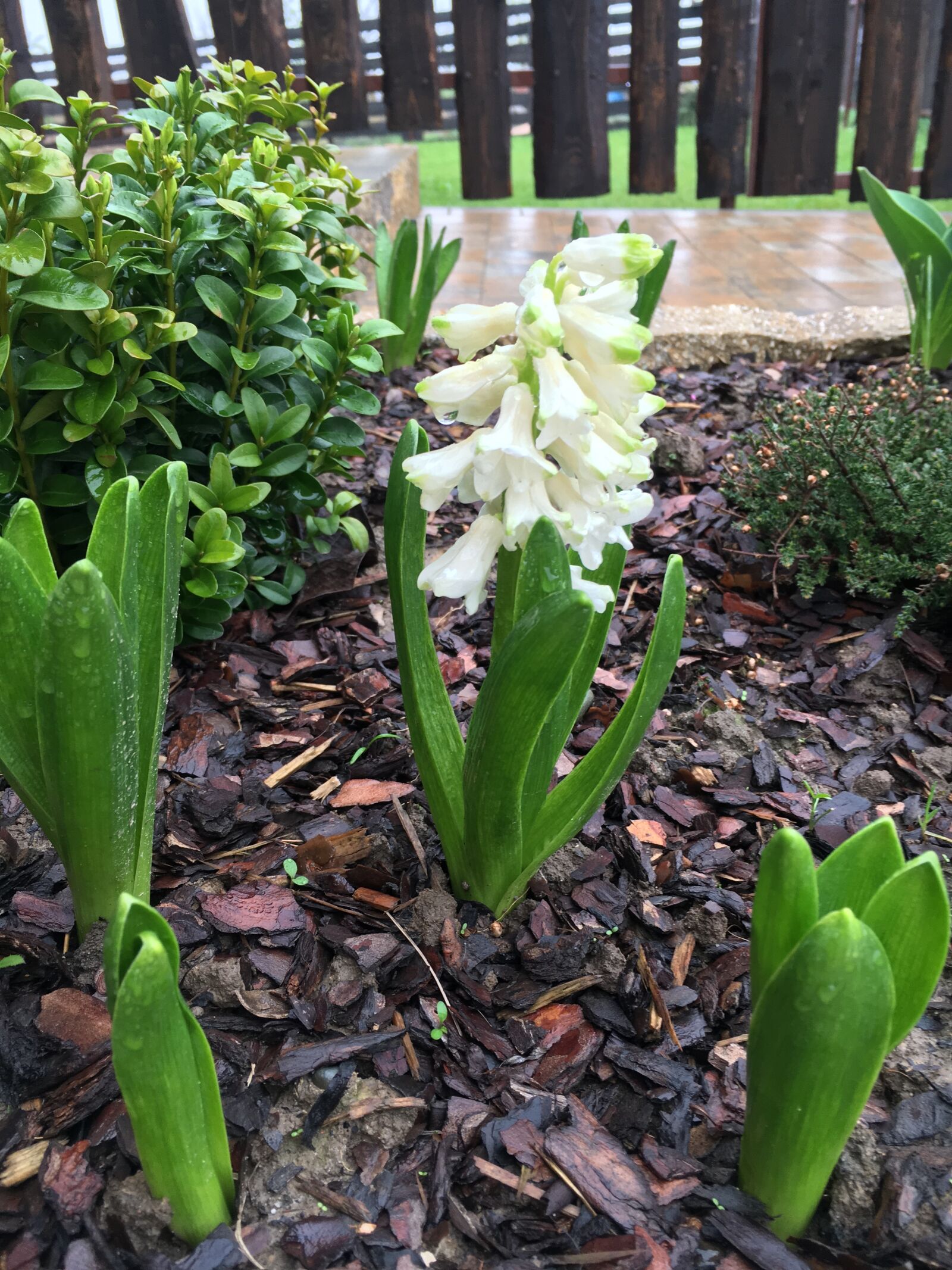 Apple iPhone 6s sample photo