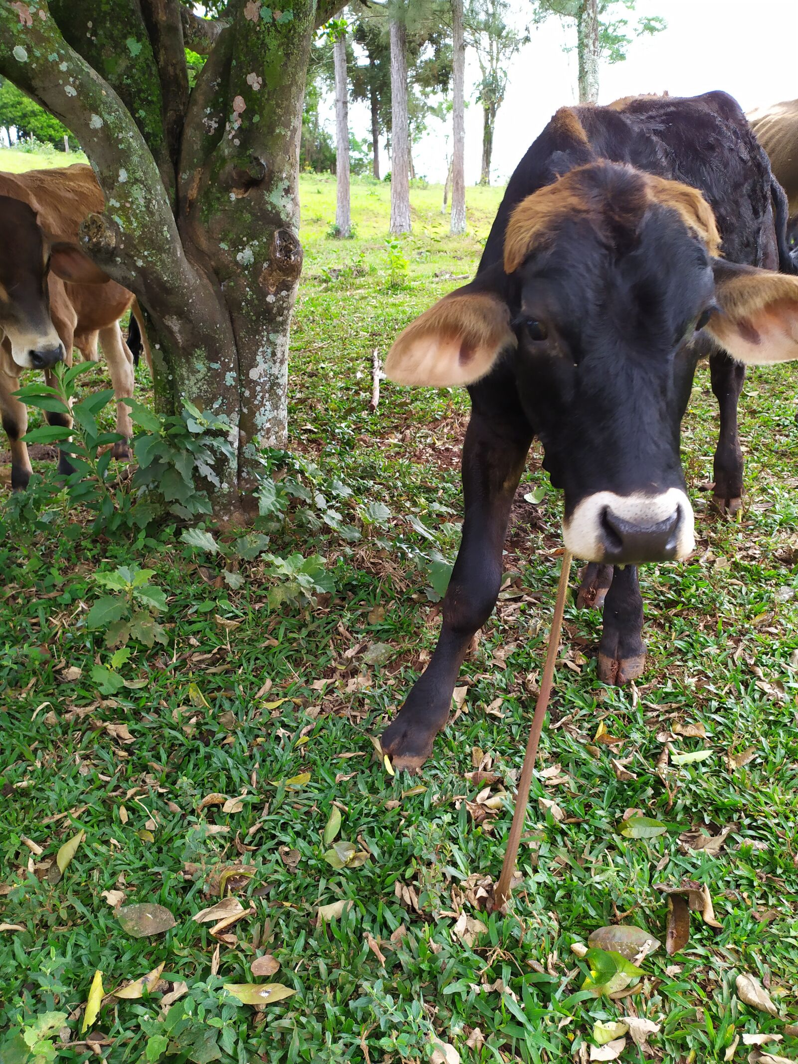 Xiaomi Redmi Note 7 sample photo. Cows, mammal, win photography