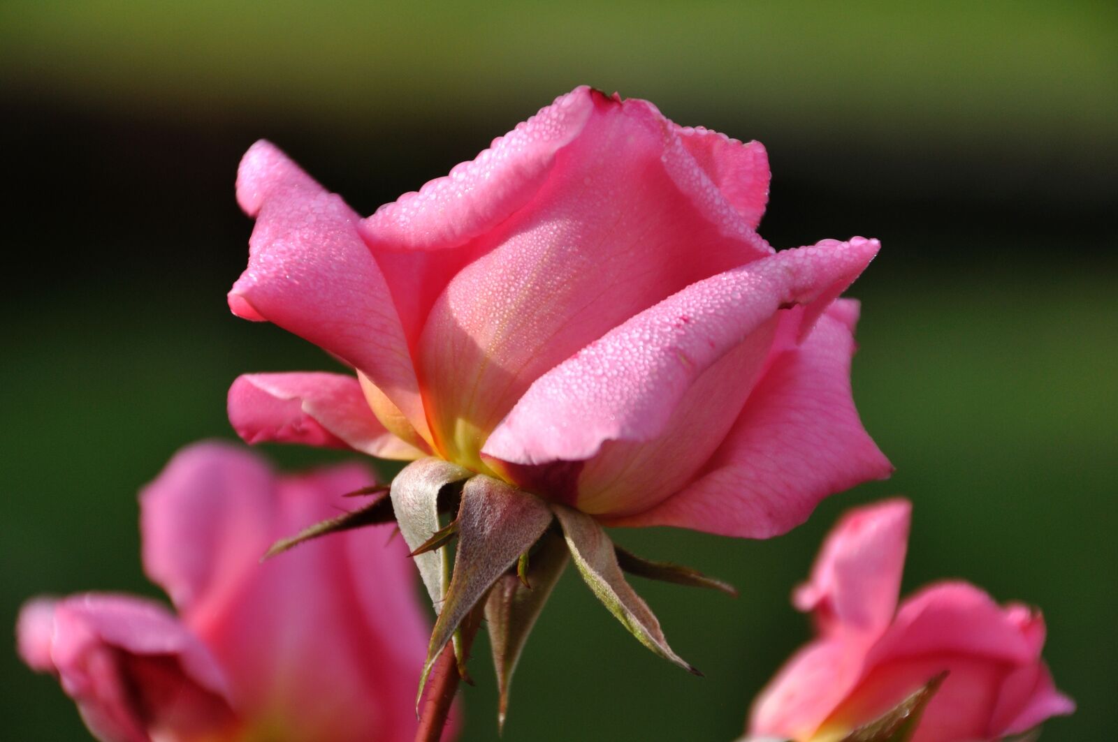 Nikon D90 sample photo. Rose bloom, nature, close photography