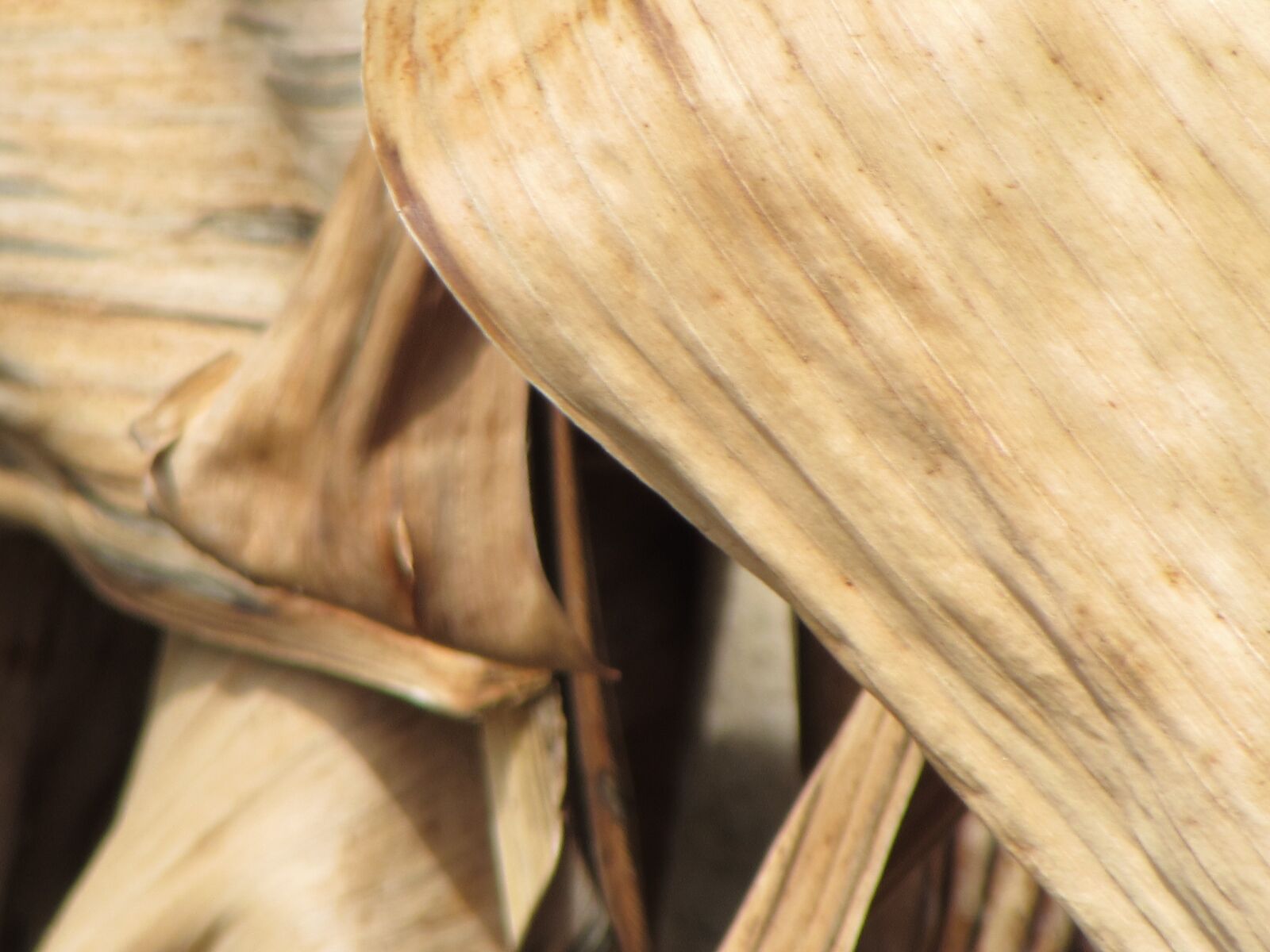 Canon PowerShot SX510 HS sample photo. Dried, banana, leaves photography