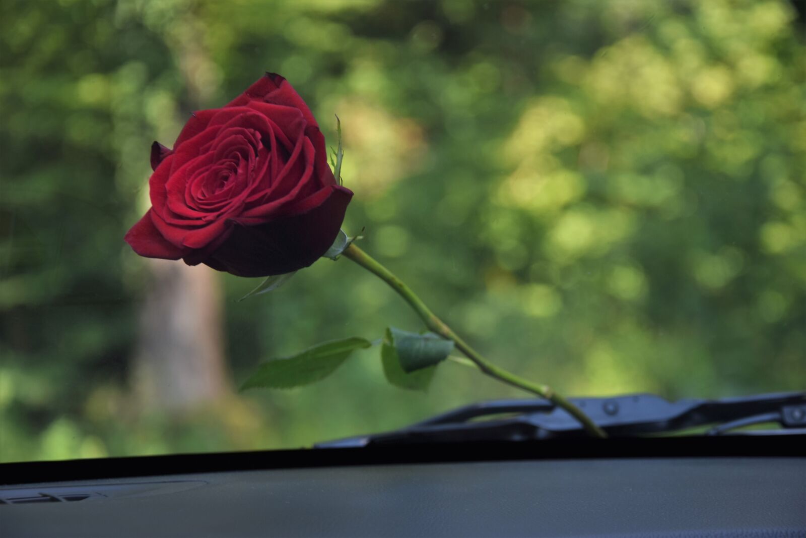 Nikon D3300 sample photo. Red rose under car photography