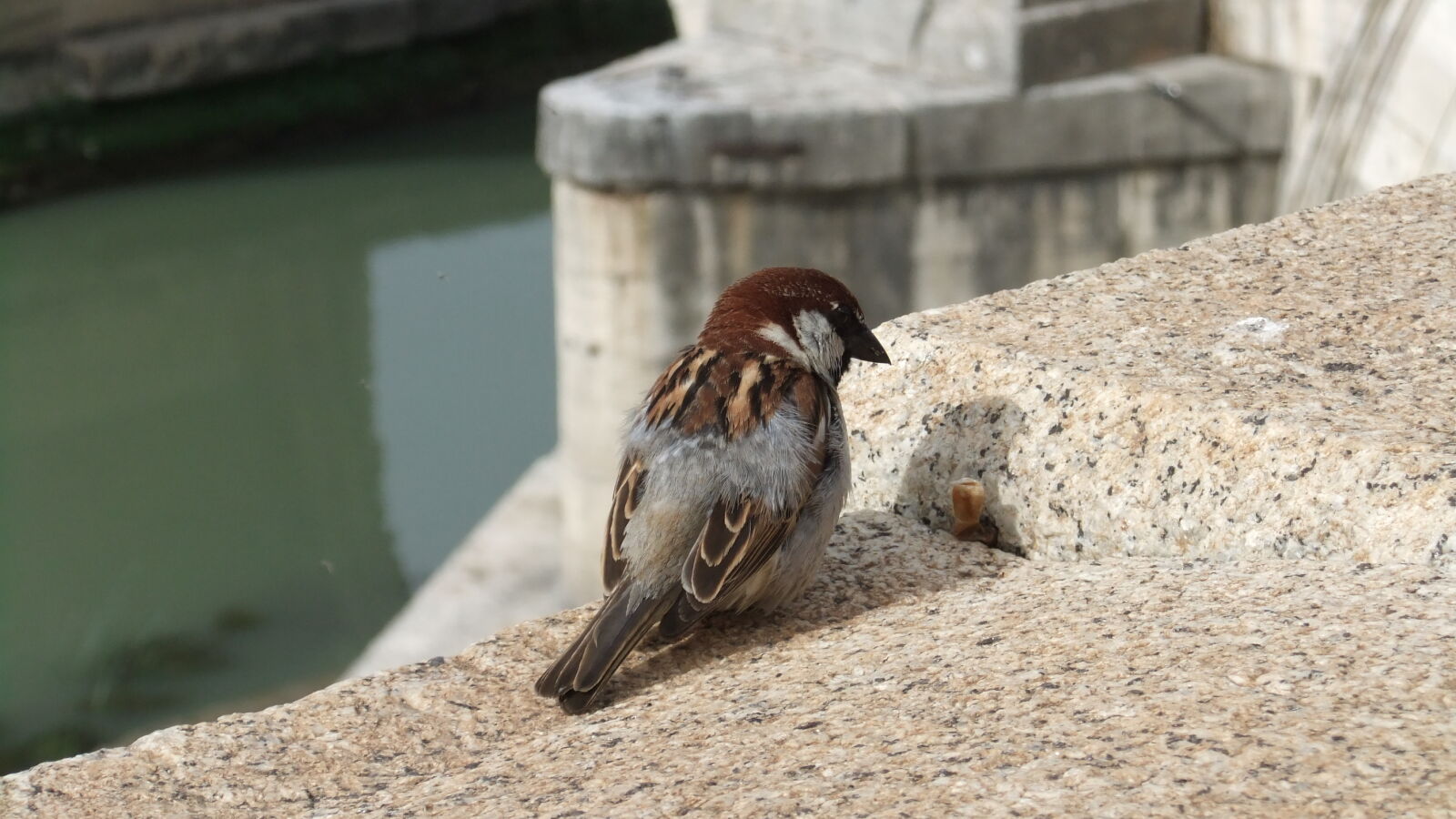 FujiFilm FinePix F80EXR (FinePix F85EXR) sample photo. A, lonely, sparrow, rome photography