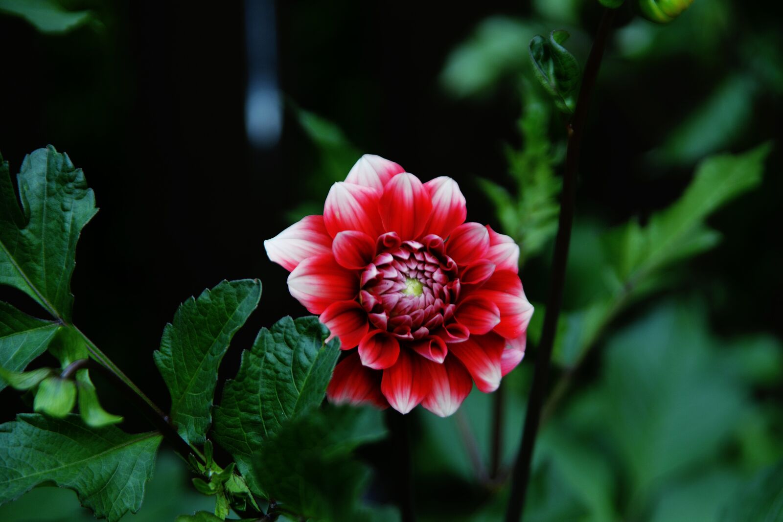 Nikon D610 sample photo. Flower, plant, nature photography