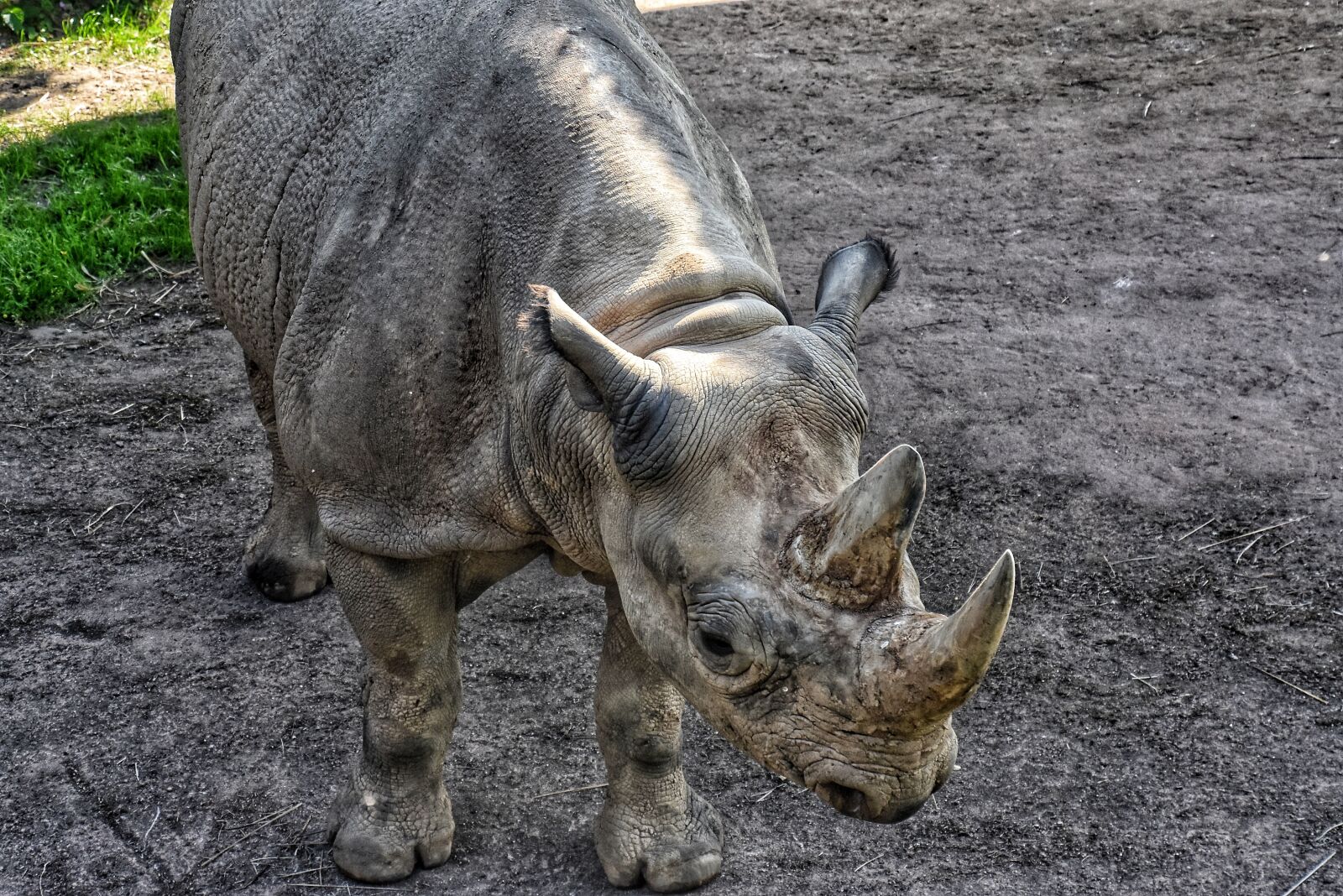 Nikon D3400 sample photo. Rhino, animals, big photography