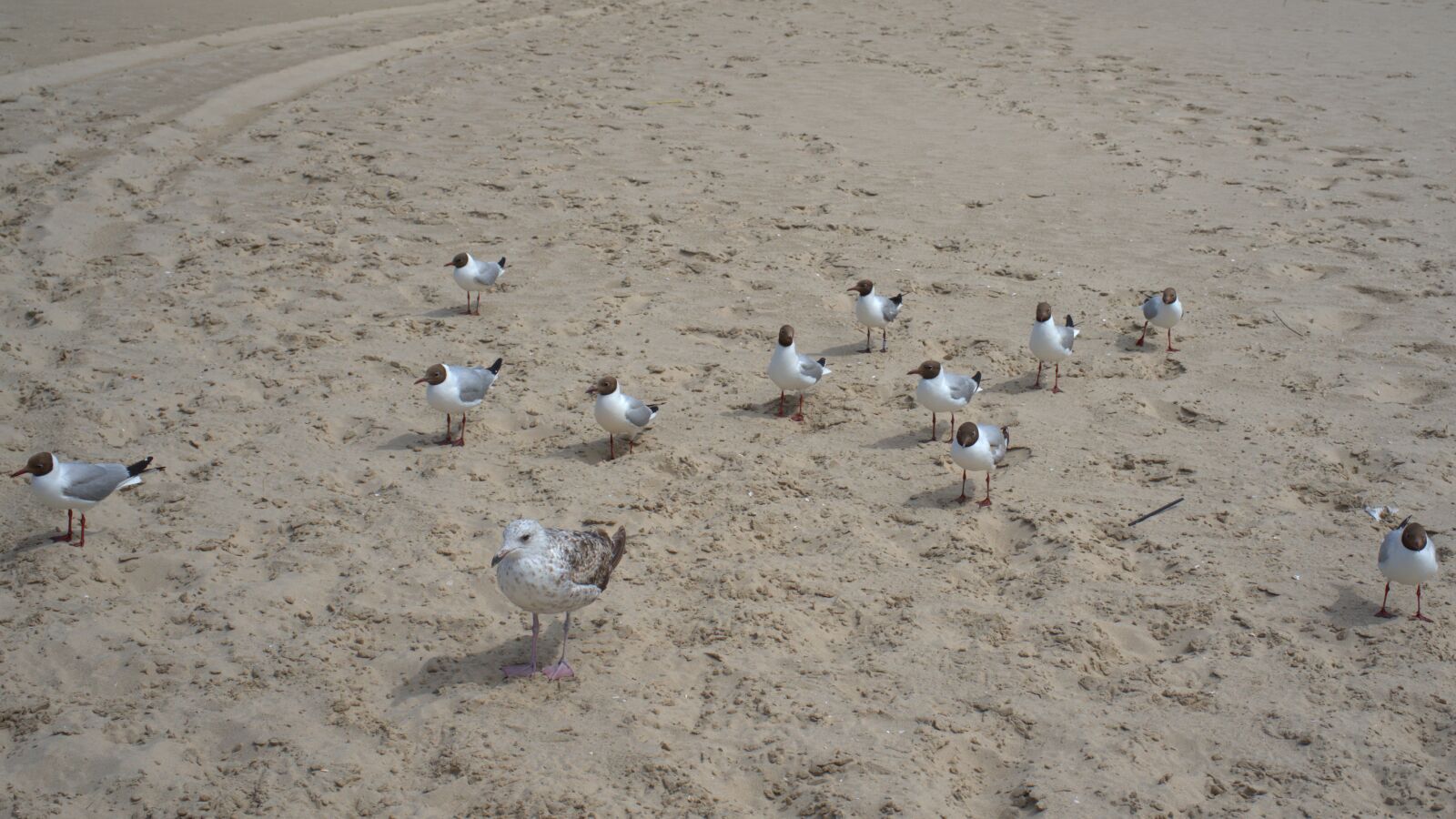 Sony FE 50mm F2.8 Macro sample photo. Gulls, sand, beach photography