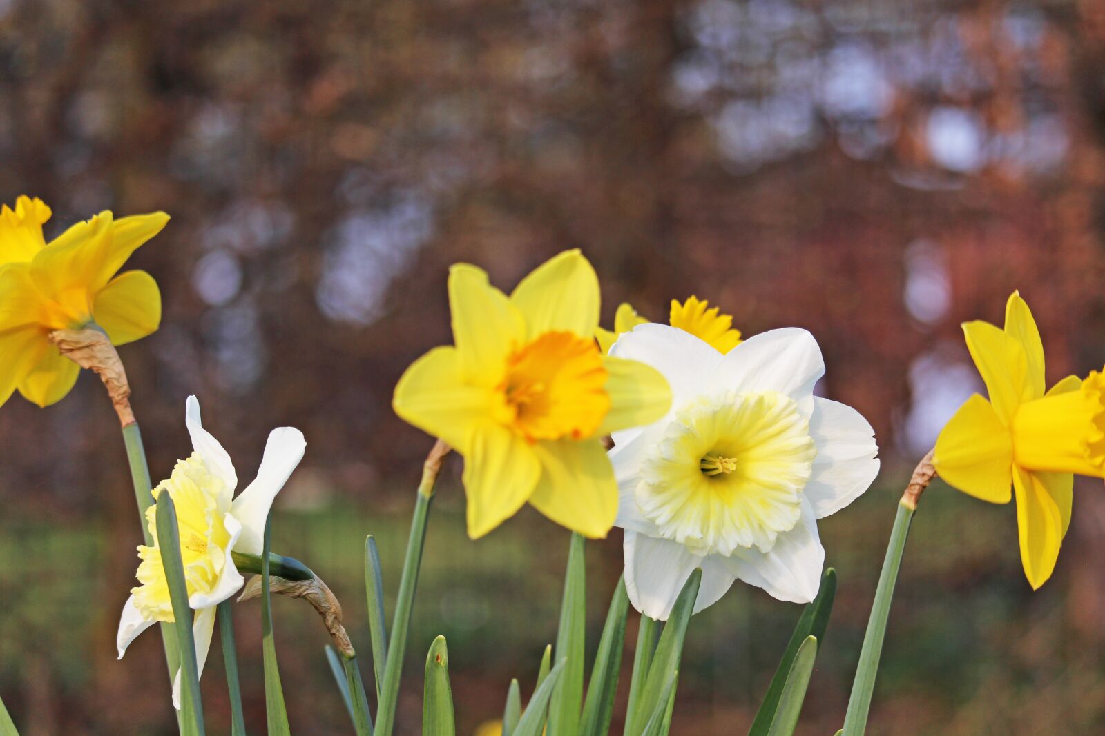 Canon EF-S 55-250mm F4-5.6 IS STM sample photo. Osterglocken, spring, yellow photography