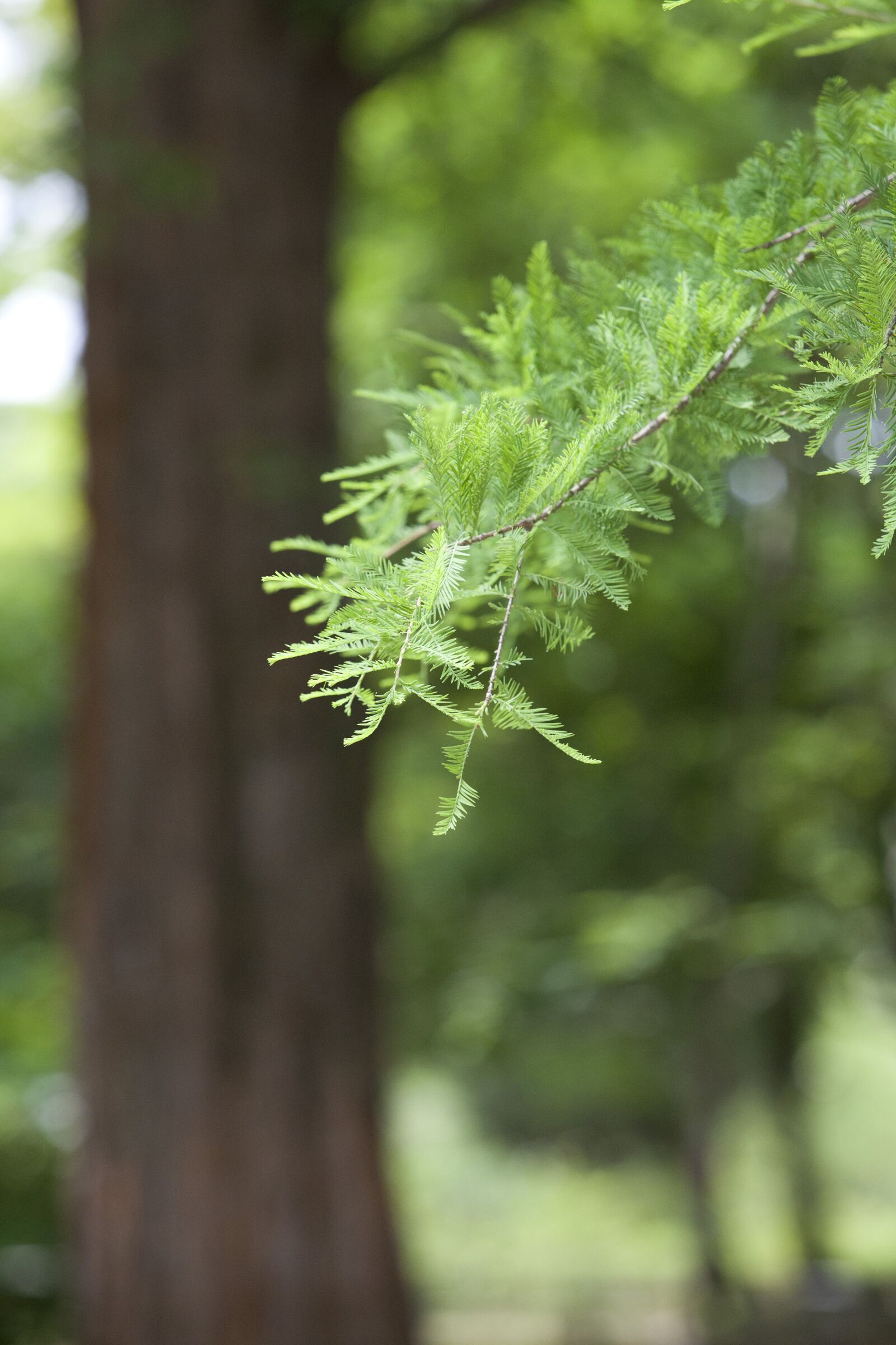Canon EOS 5D sample photo. Meta sequoia, botanical garden photography