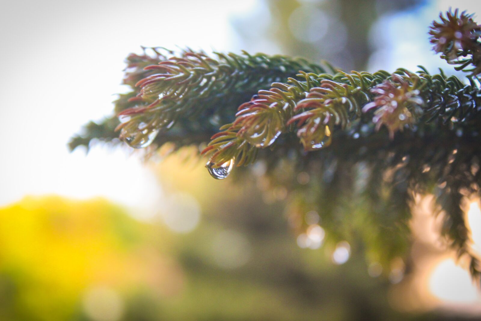 Canon EOS 700D (EOS Rebel T5i / EOS Kiss X7i) sample photo. Leave, leaf, nature photography