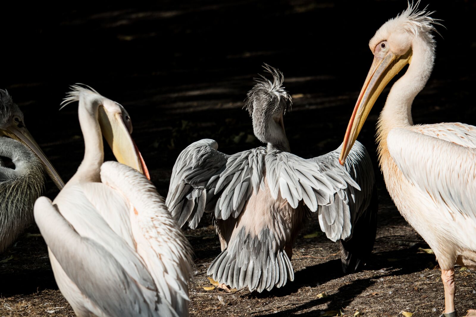Canon EF-S 55-250mm F4-5.6 IS STM sample photo. Pelikan, bird, animal photography
