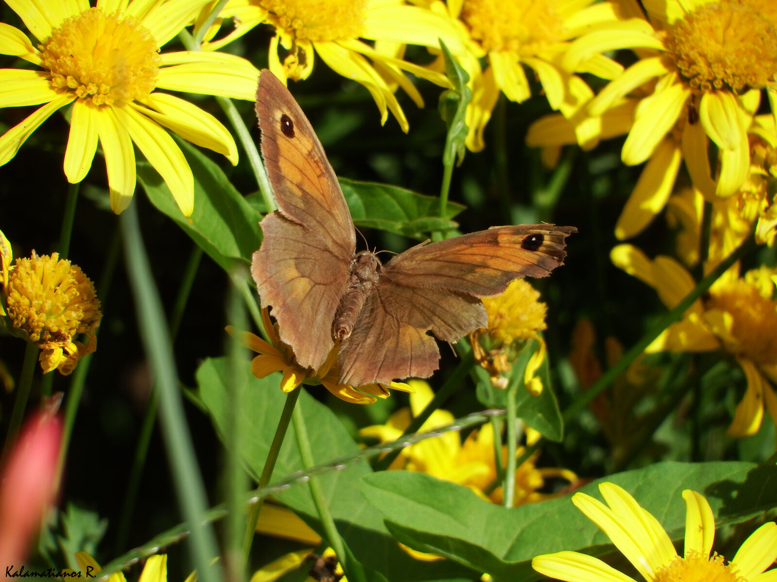 Fujifilm FinePix S1 sample photo. Butterfly, flower, insect, wings photography
