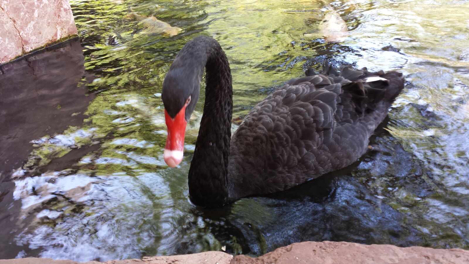 Samsung Galaxy S4 sample photo. Swan, water photography